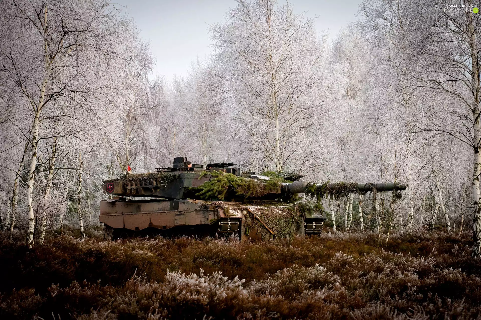 tank, grass, birch, Leopard 2a5