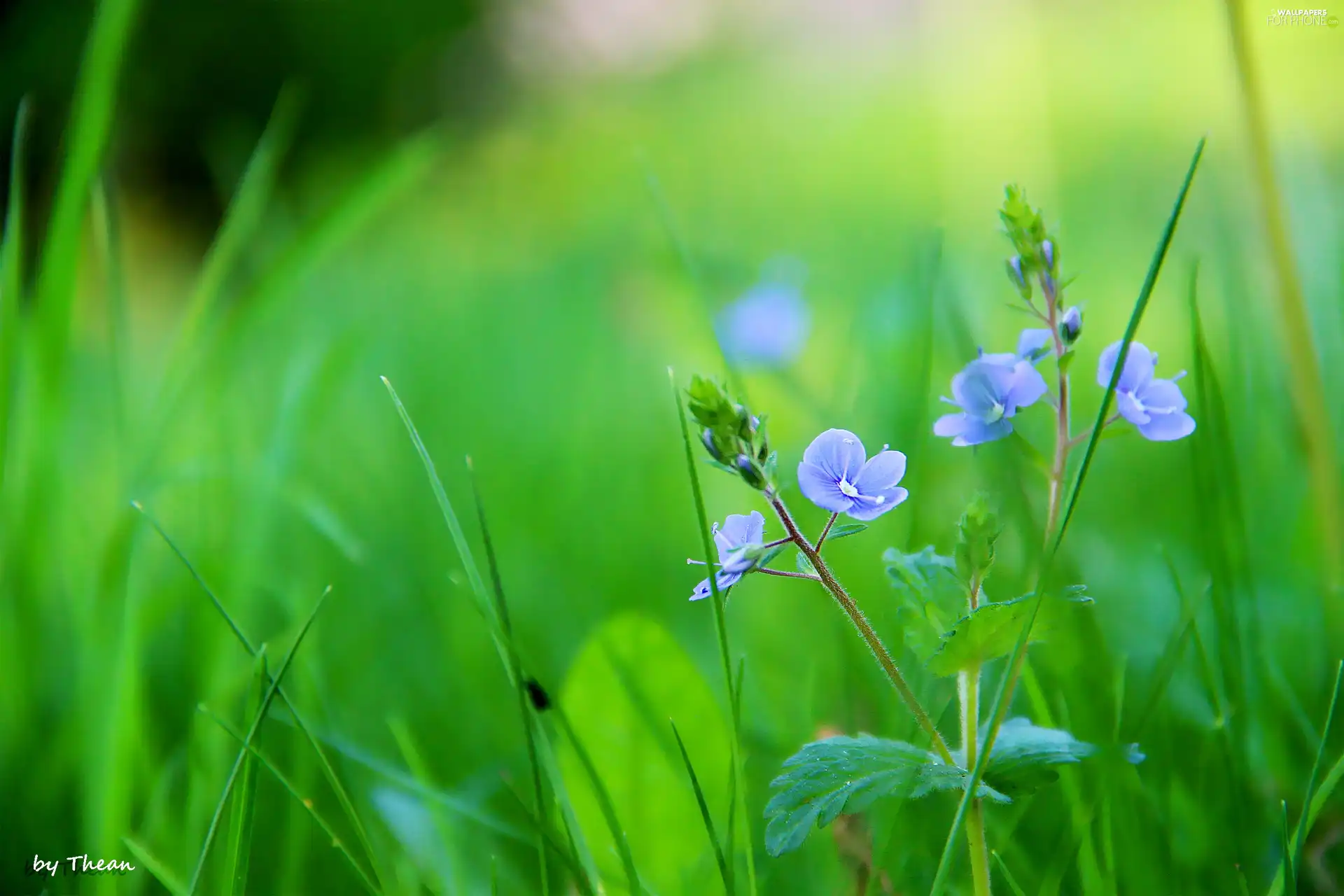 Blue, flowers, grass, Tiny
