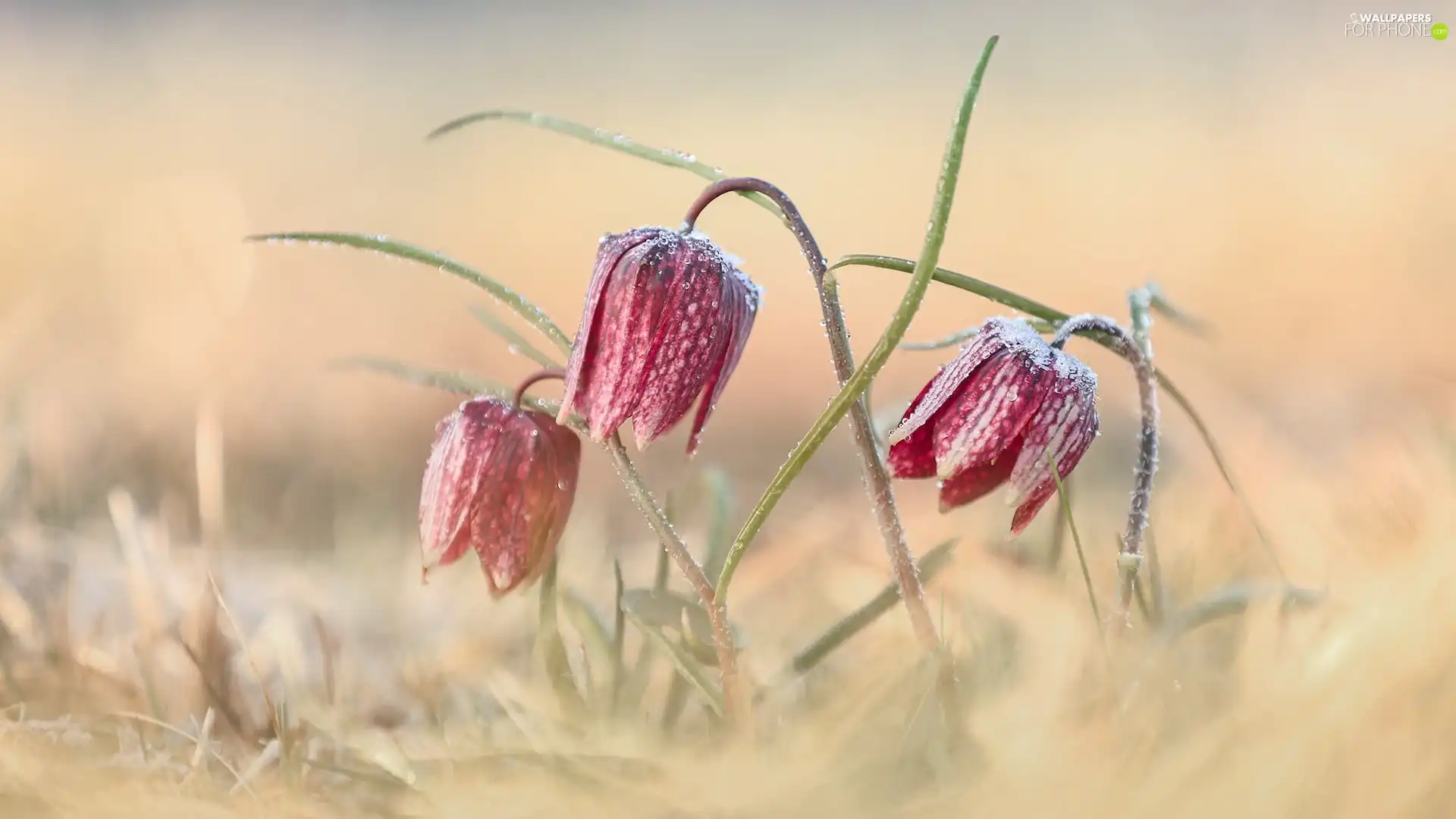 Flowers, grass, blur, Fritillaria meleagris