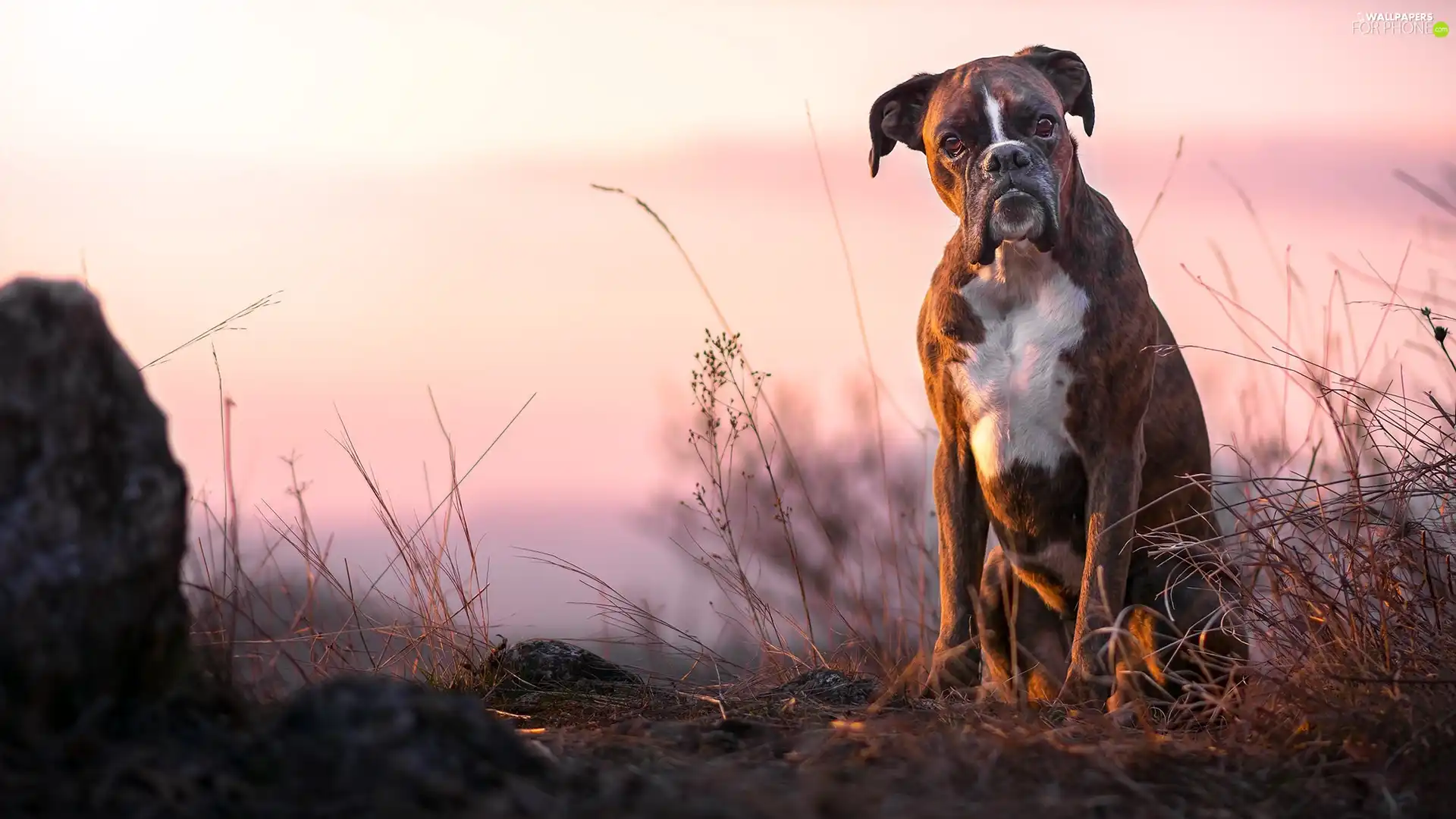 grass, dog, boxer