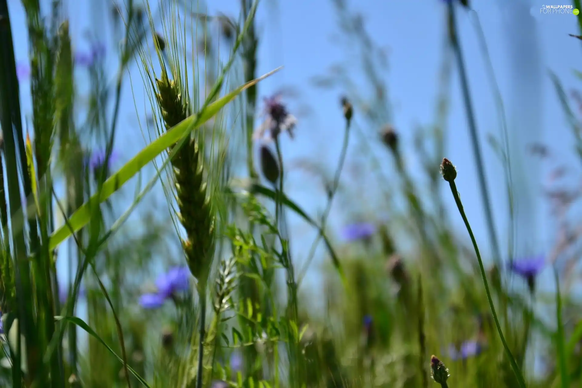 cereals, grass