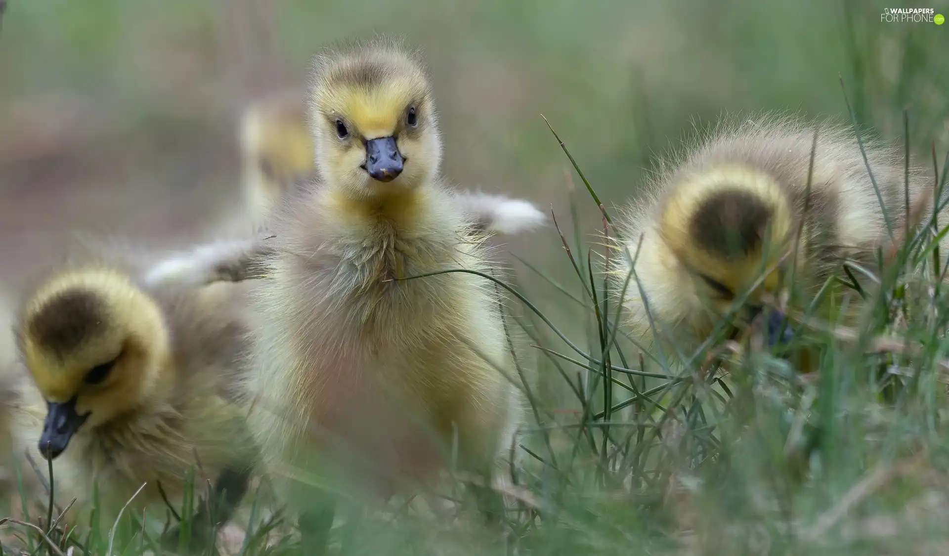 grass, geese, chick