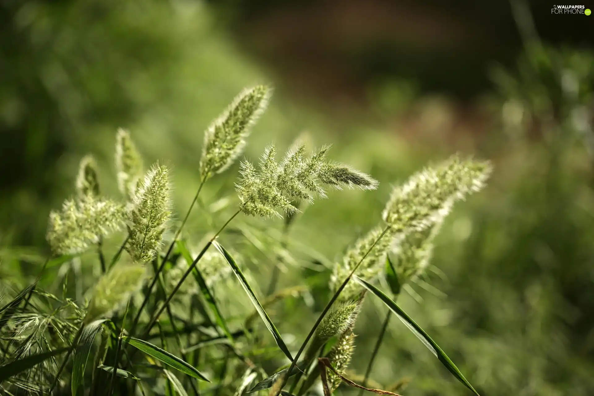 grass, Plants, Close