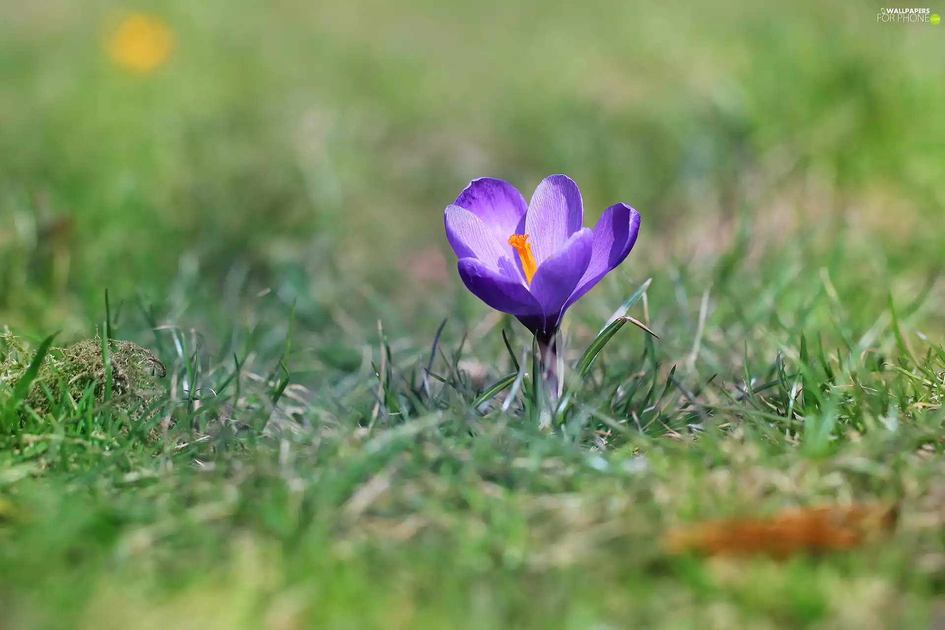 grass, lilac, crocus