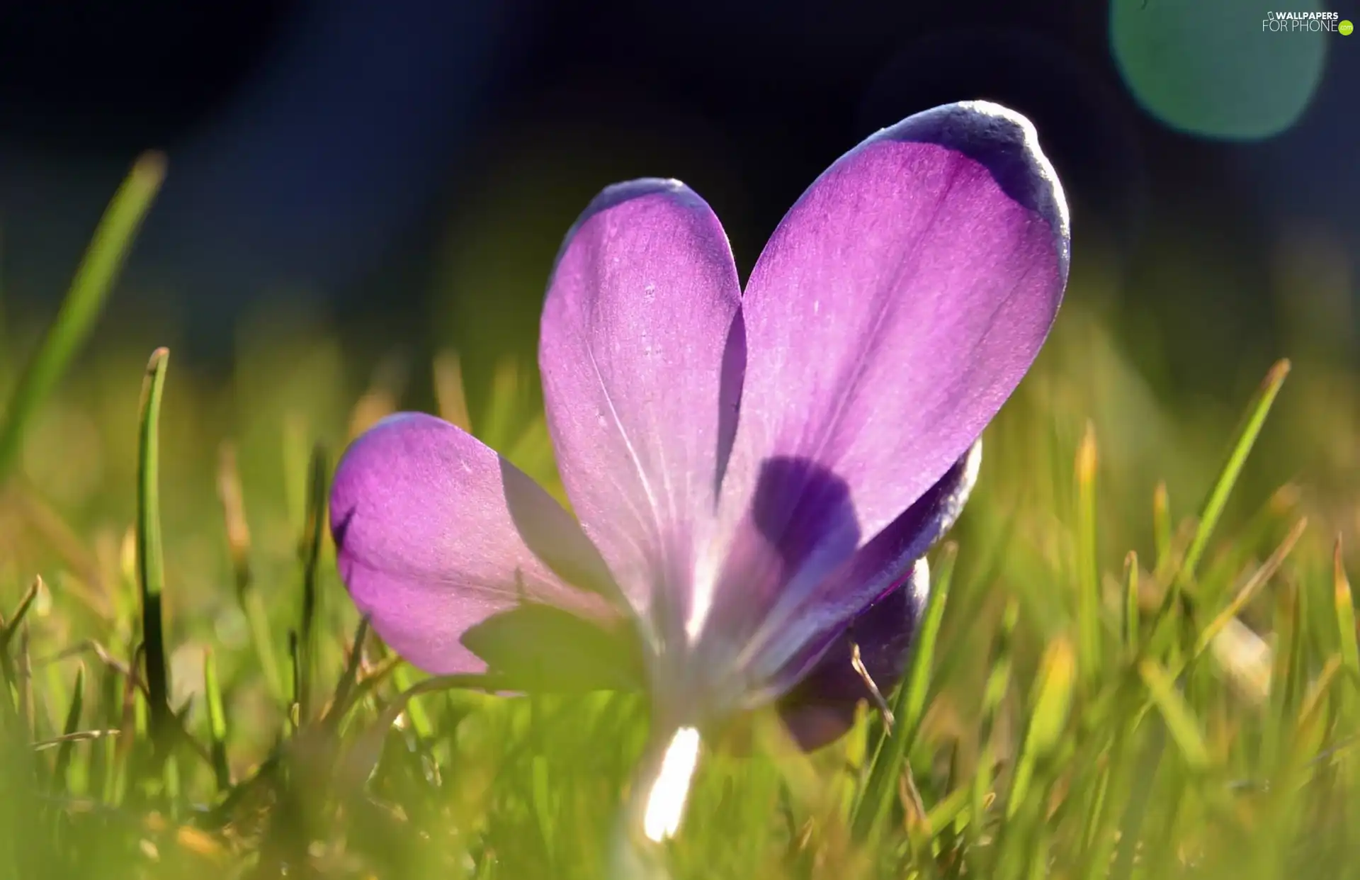 grass, Violet, crocus