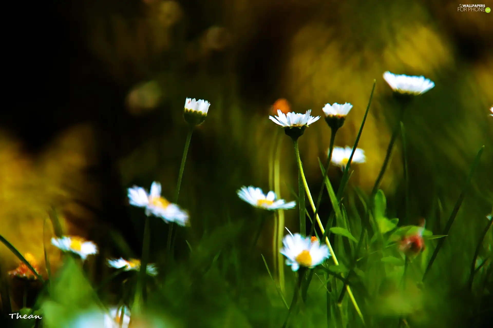 daisies, grass