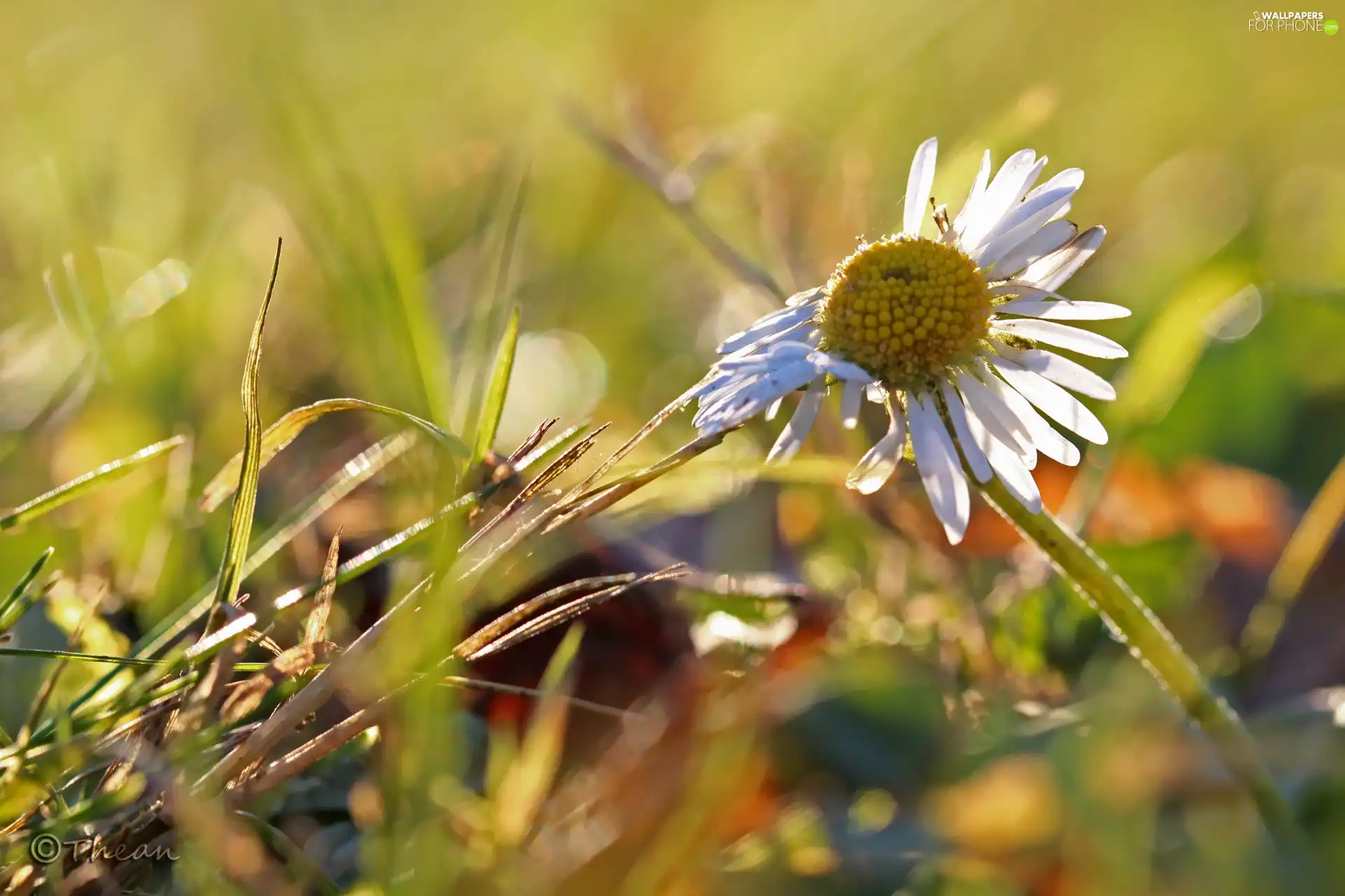 daisy, grass - For phone wallpapers: 2048x1365