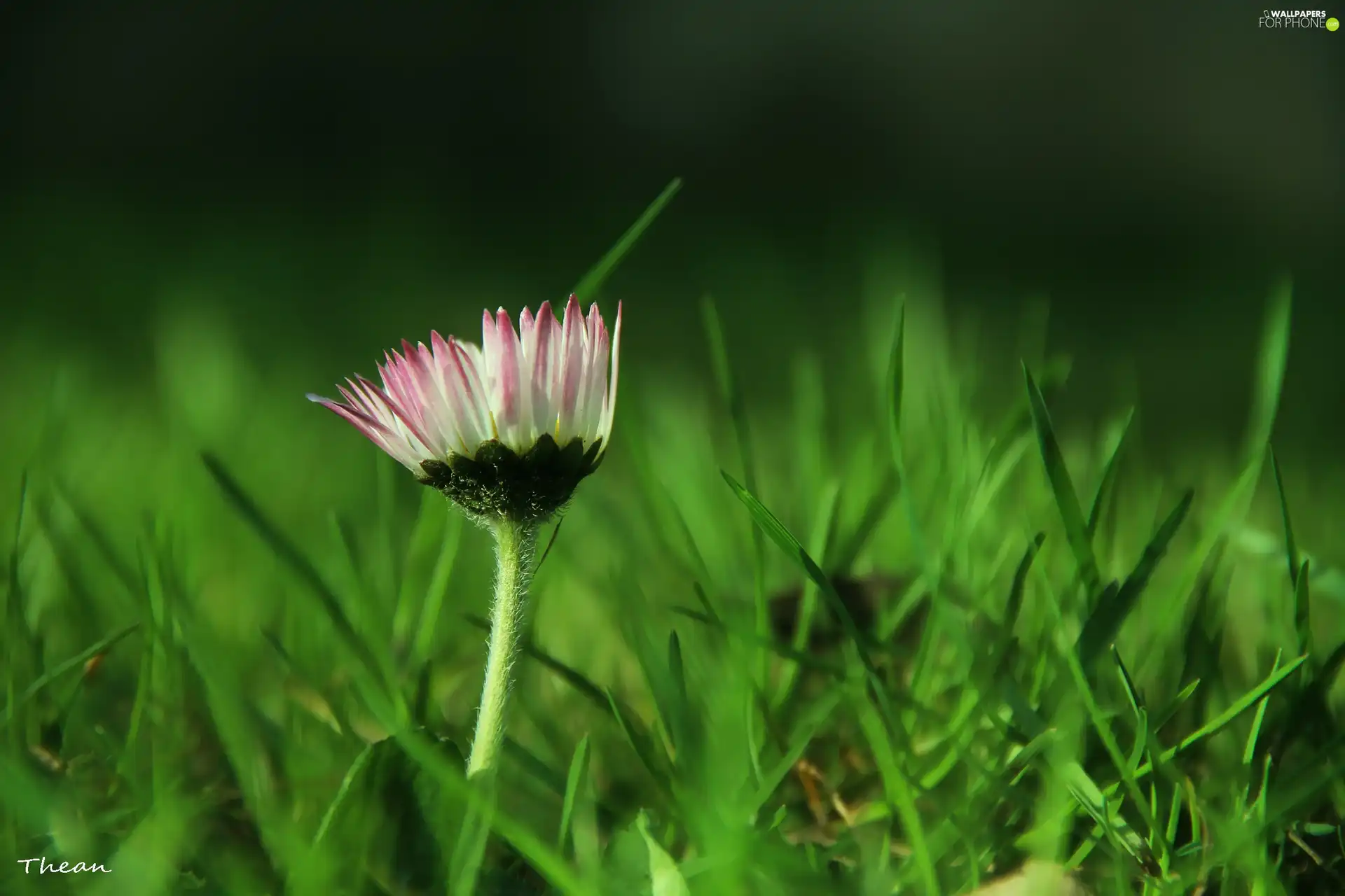 daisy, grass
