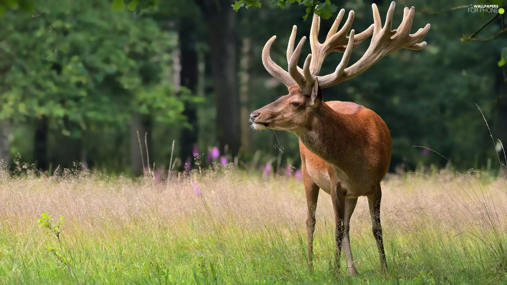grass, standing, deer