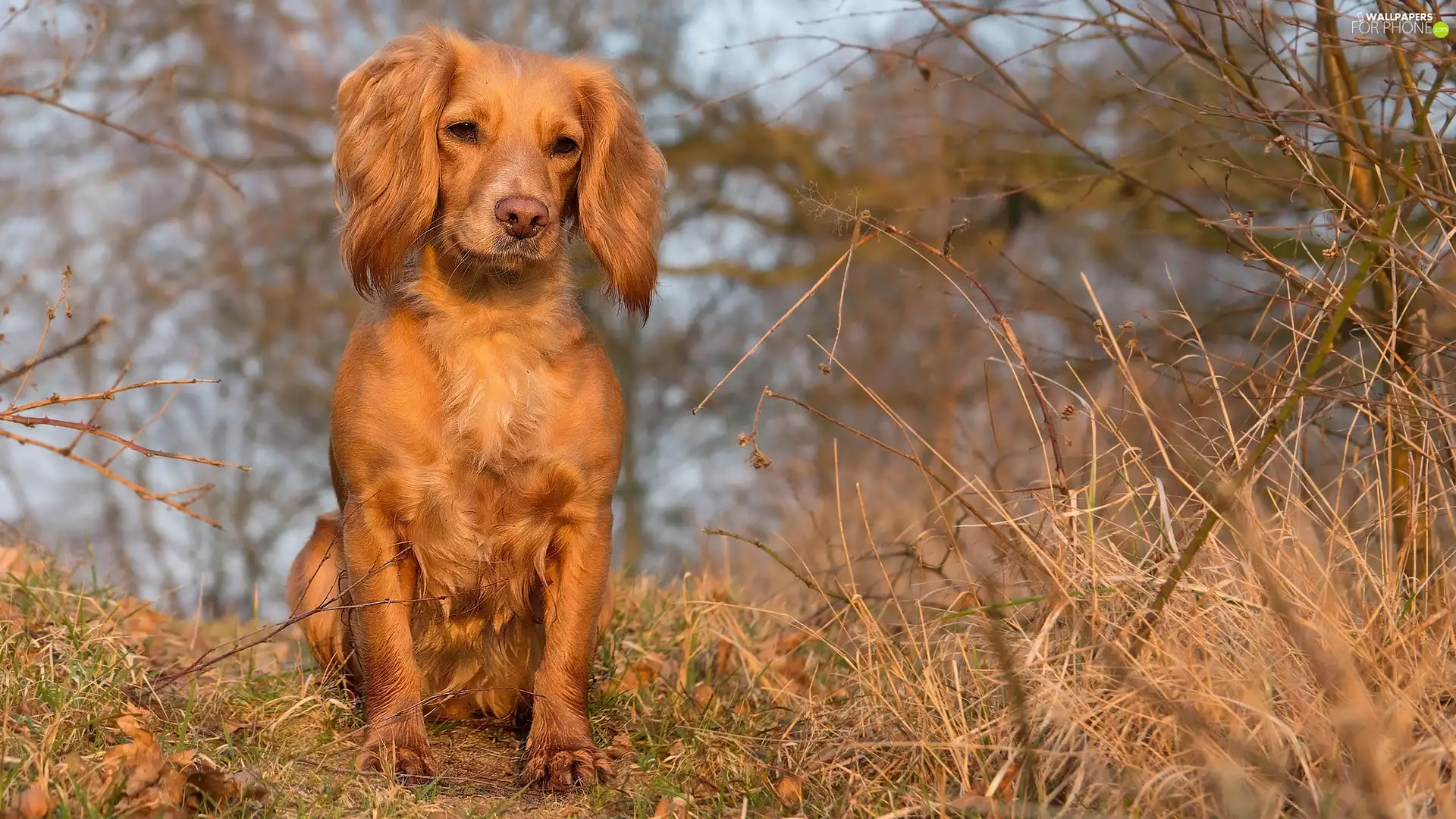 Longs, Brown, dry, grass, ears, dog