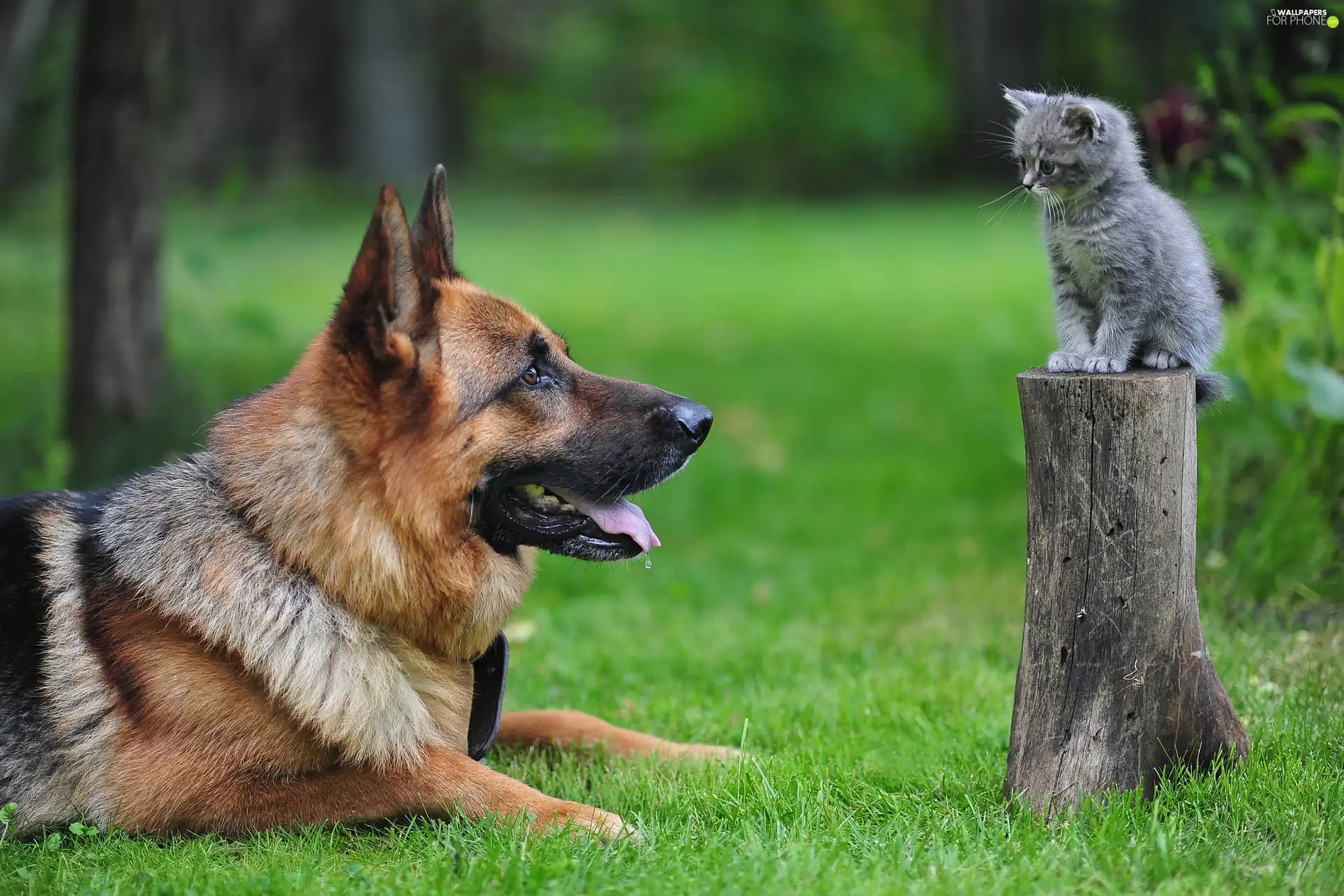 grass, kitten, dog