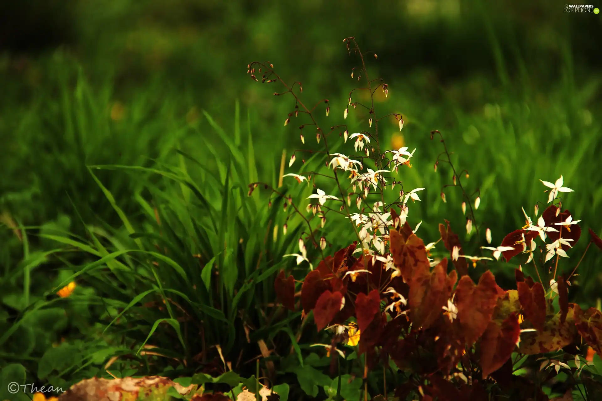 little doggies, Flowers, grass, White