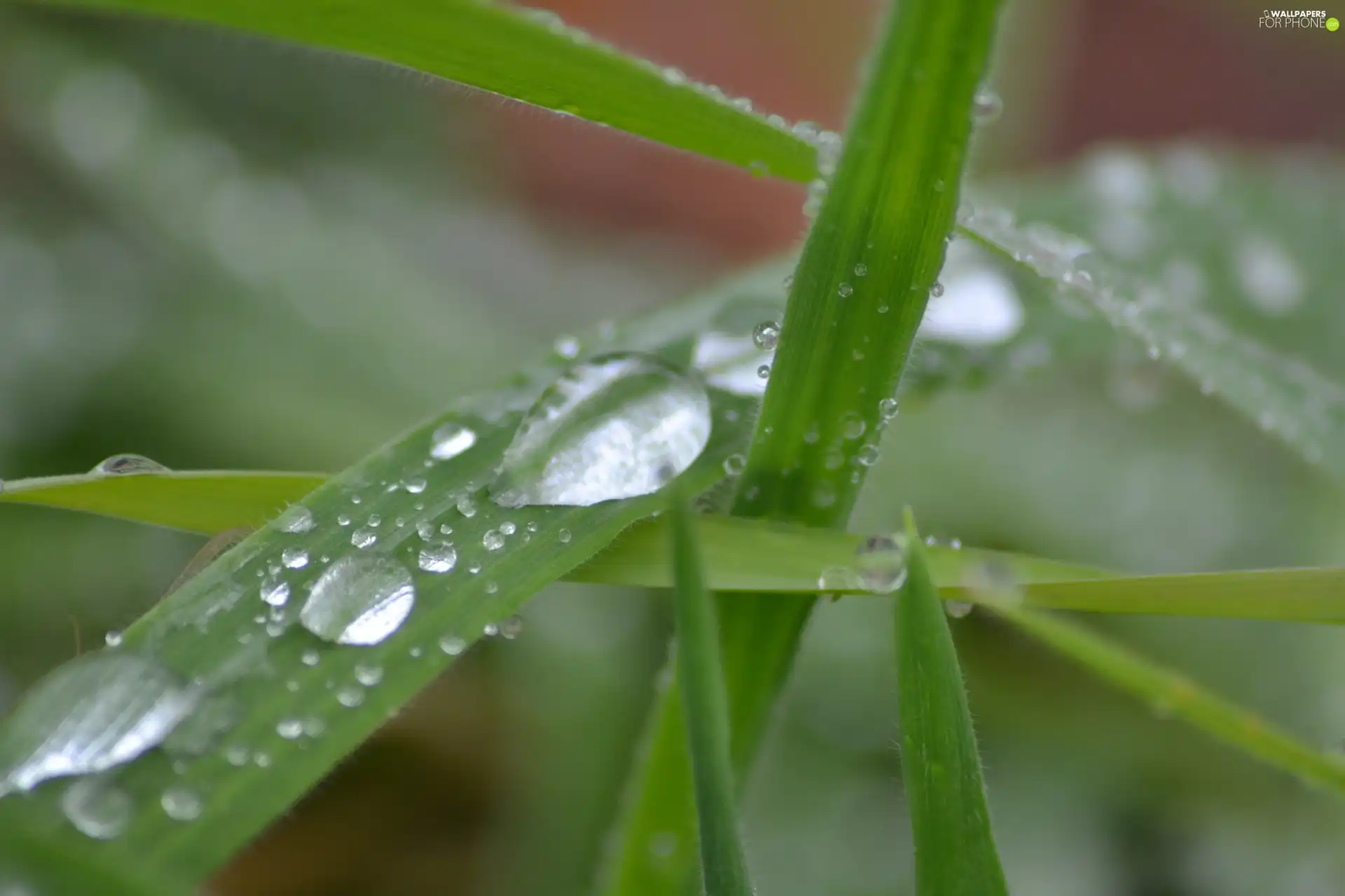 drops, an, grass, Rosy