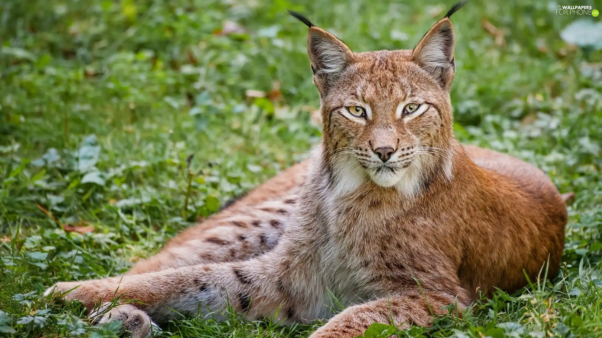 grass, Lynx, ears