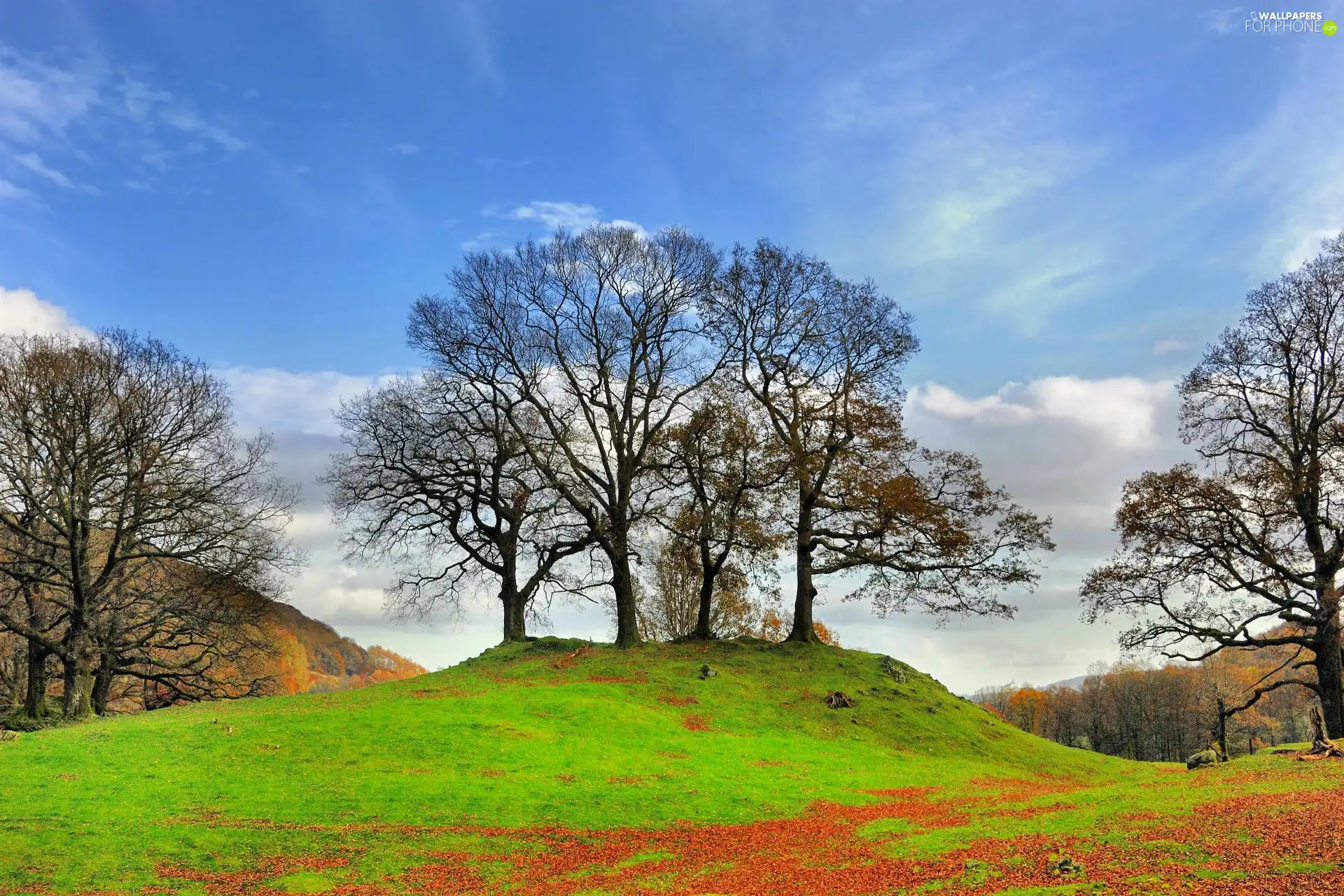 trees, late, grass, elevation, viewes, autumn