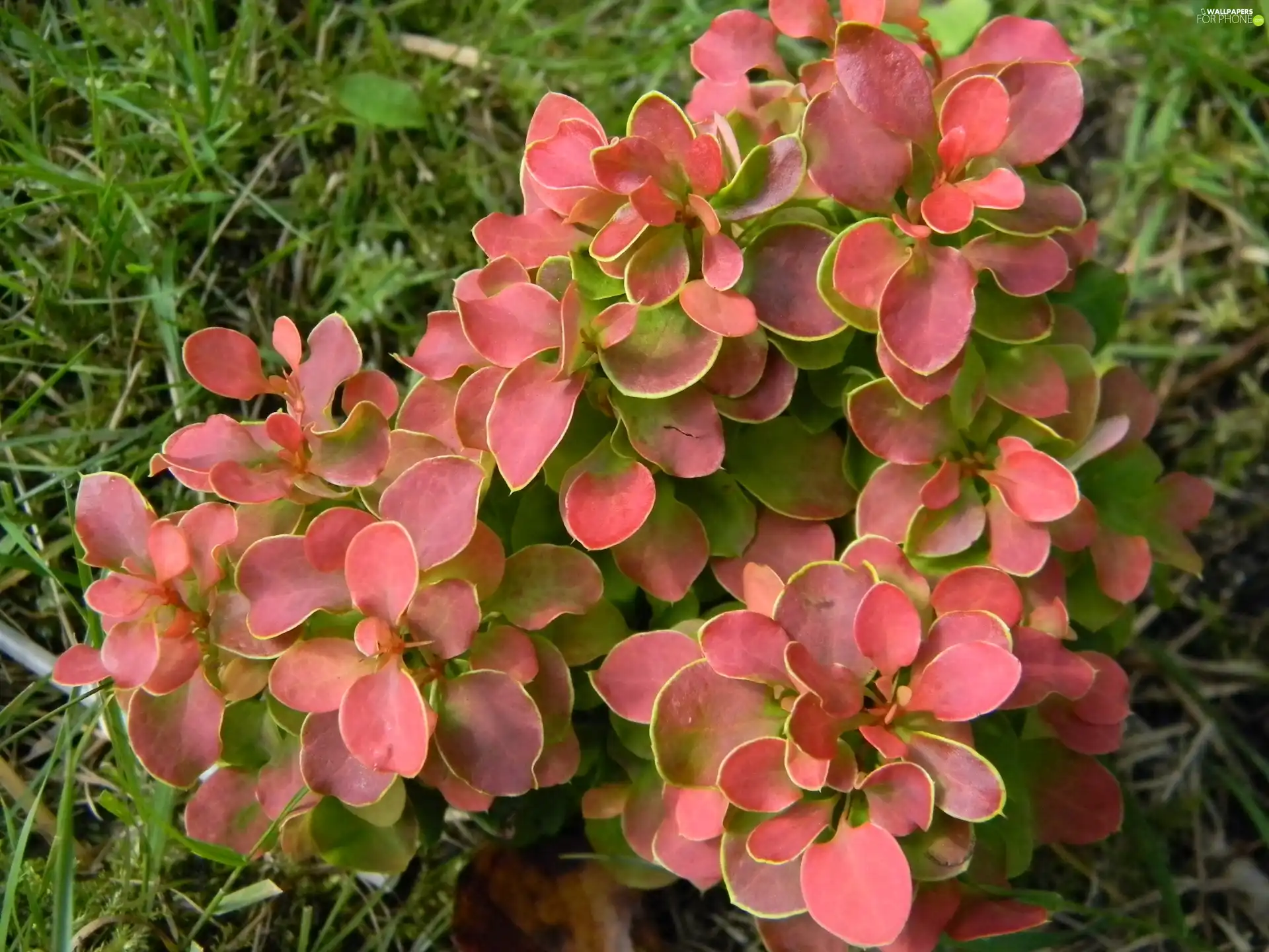 Euonymus, Leaf, grass, color