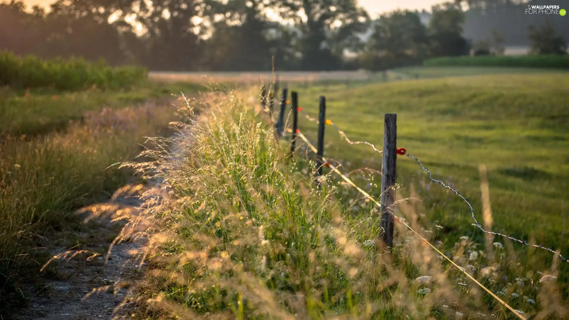 field, Path, Fance, Fance, Way, grass, fence