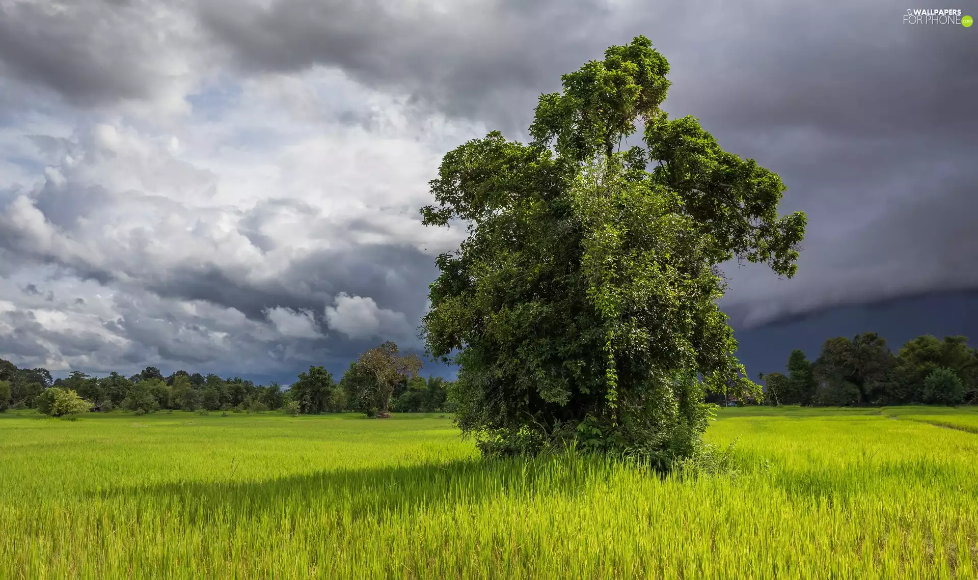 viewes, grass, Field, trees, clouds