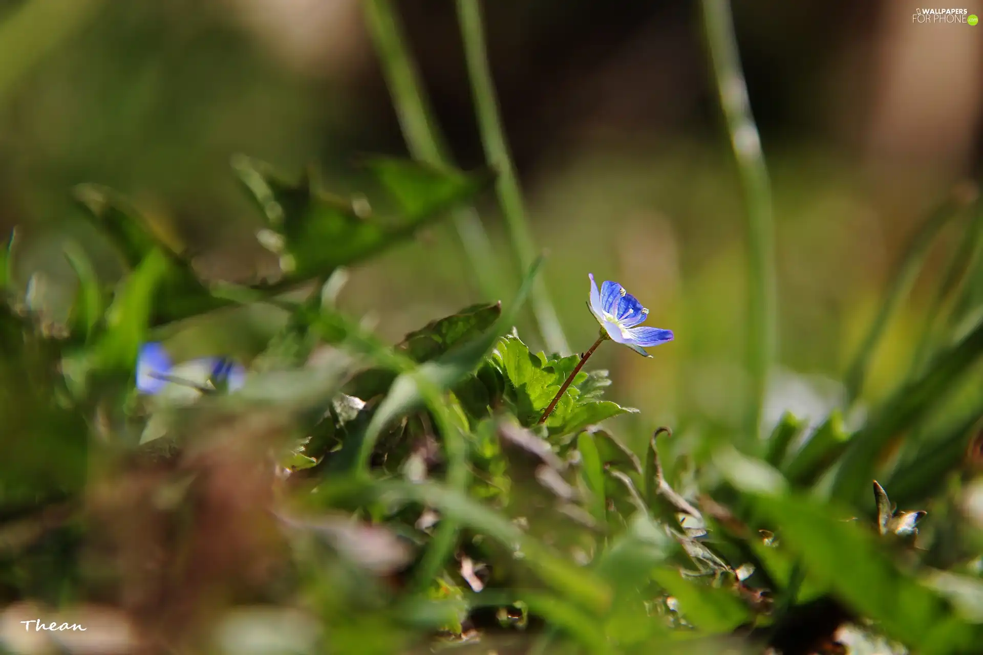 grass, blue, Flower