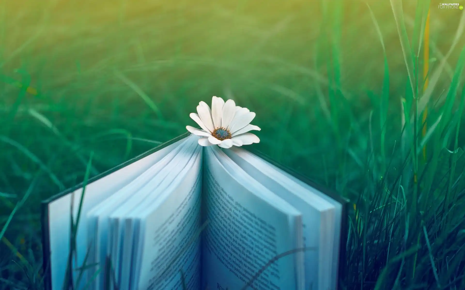 grass, Book, Flower