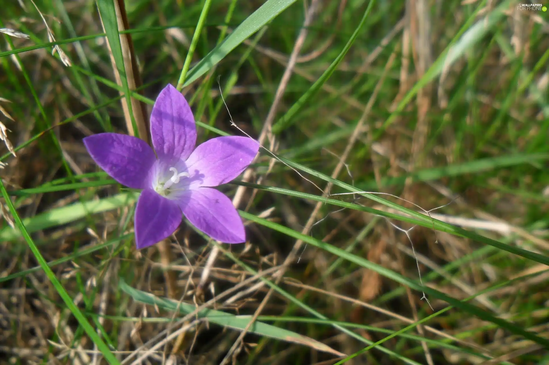 grass, Violet, flower