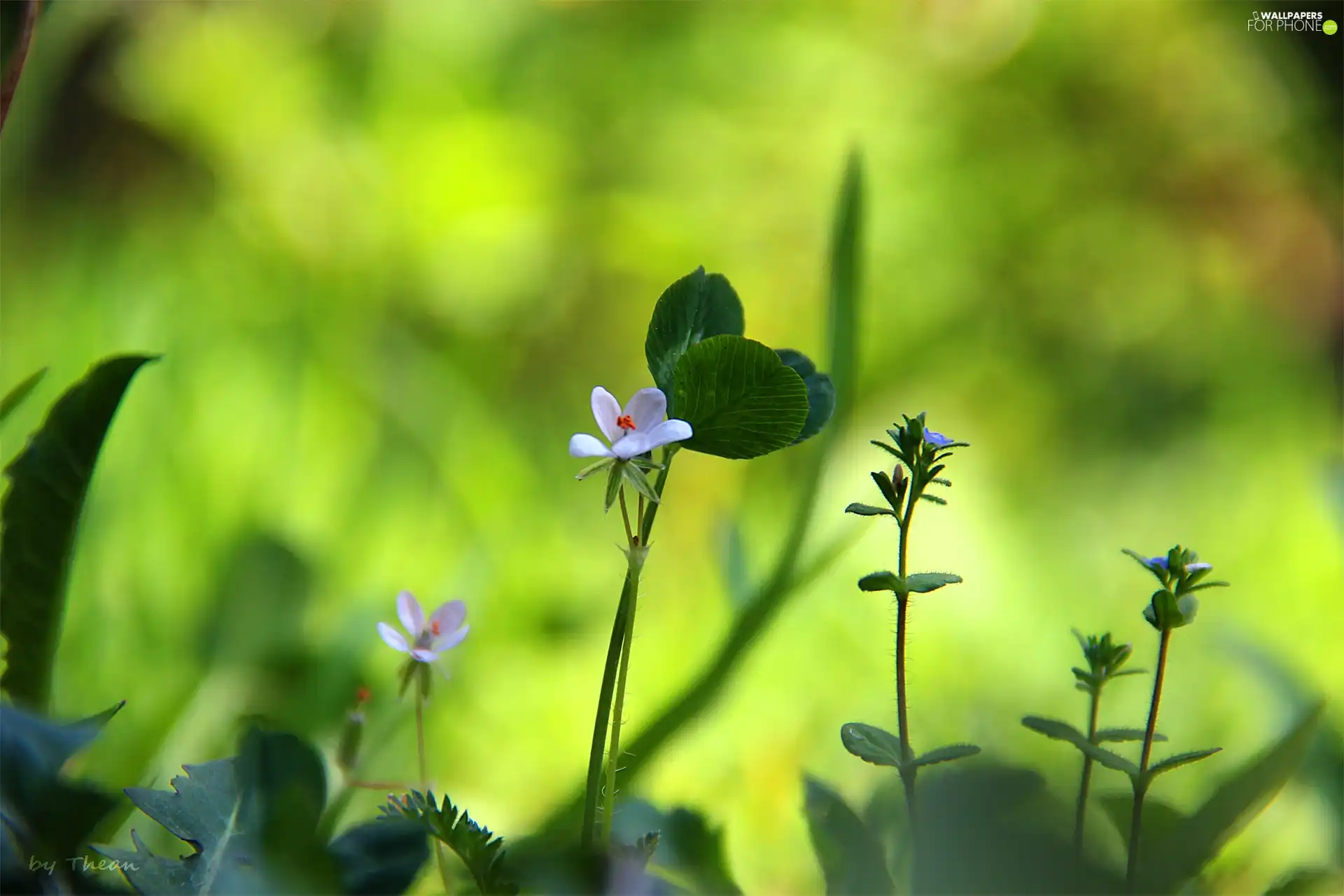 grass, change, flowers