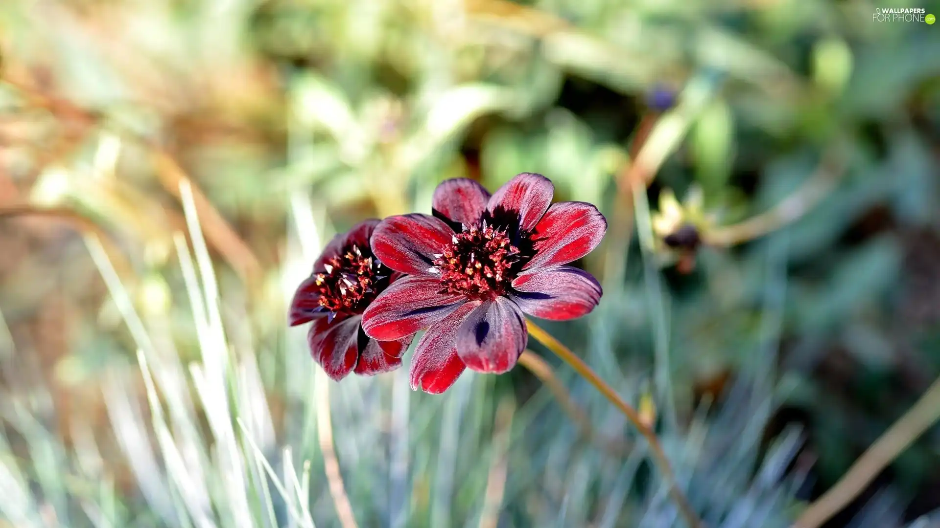 grass, claret, Flowers