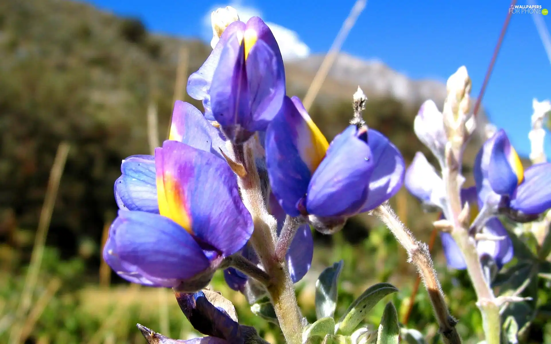 Flowers, grass