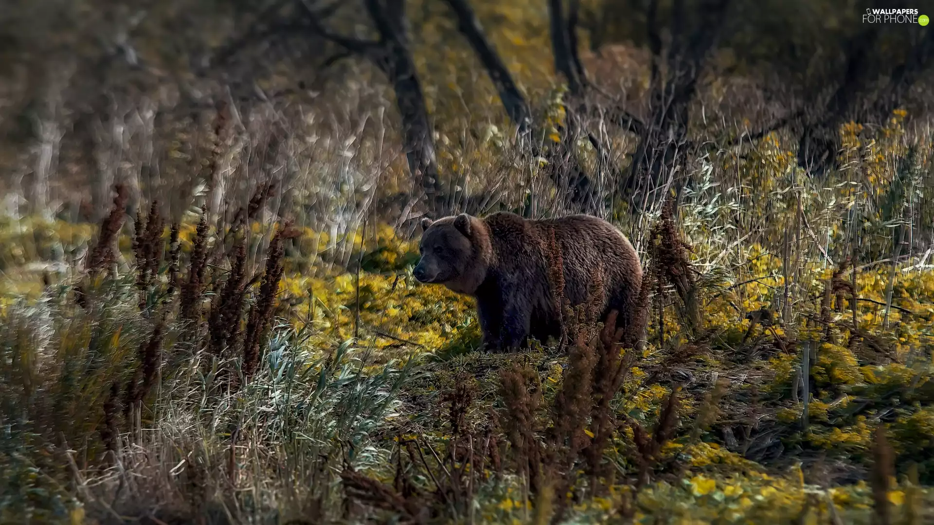trees, Bear, Plants, grass, viewes, forest