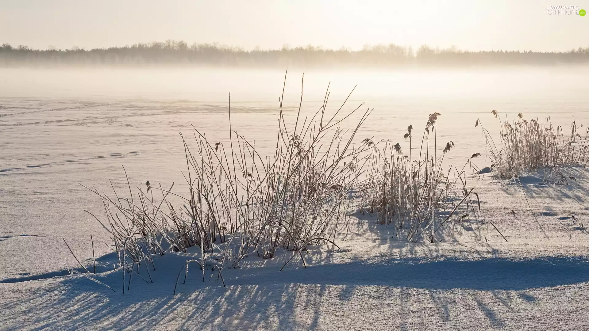 Fog, grass, forest, Field, winter