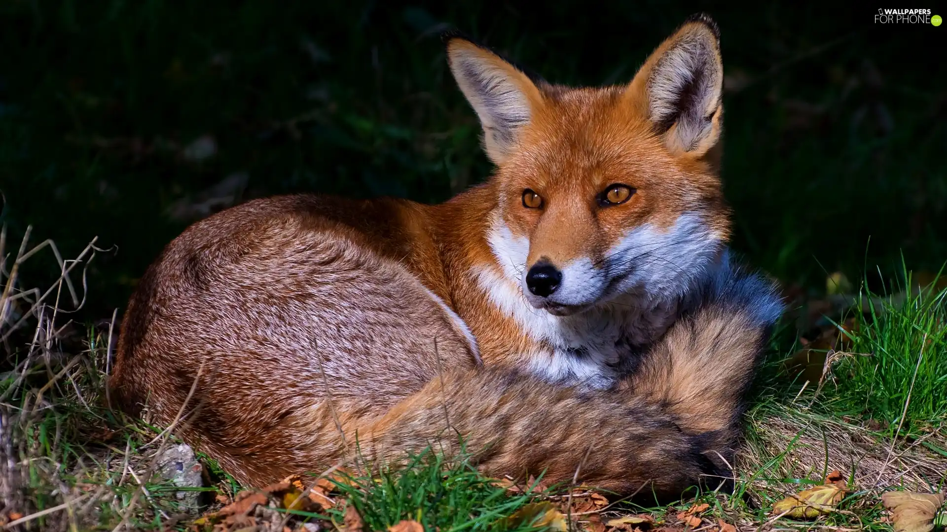 grass, lying, Fox