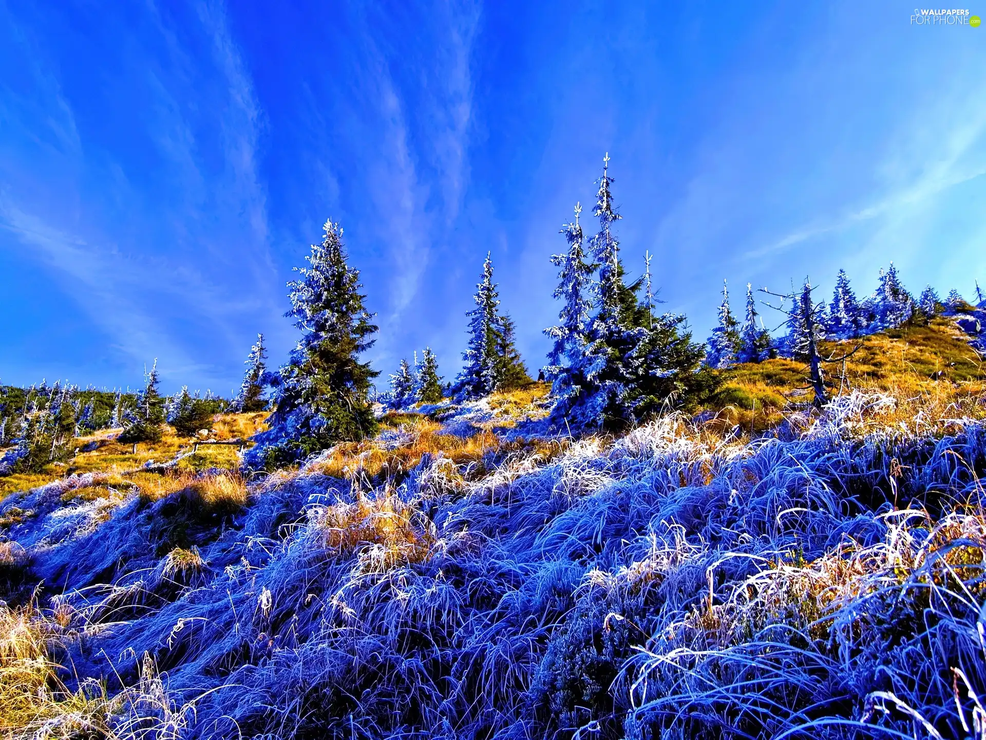 White frost, Christmas, grass