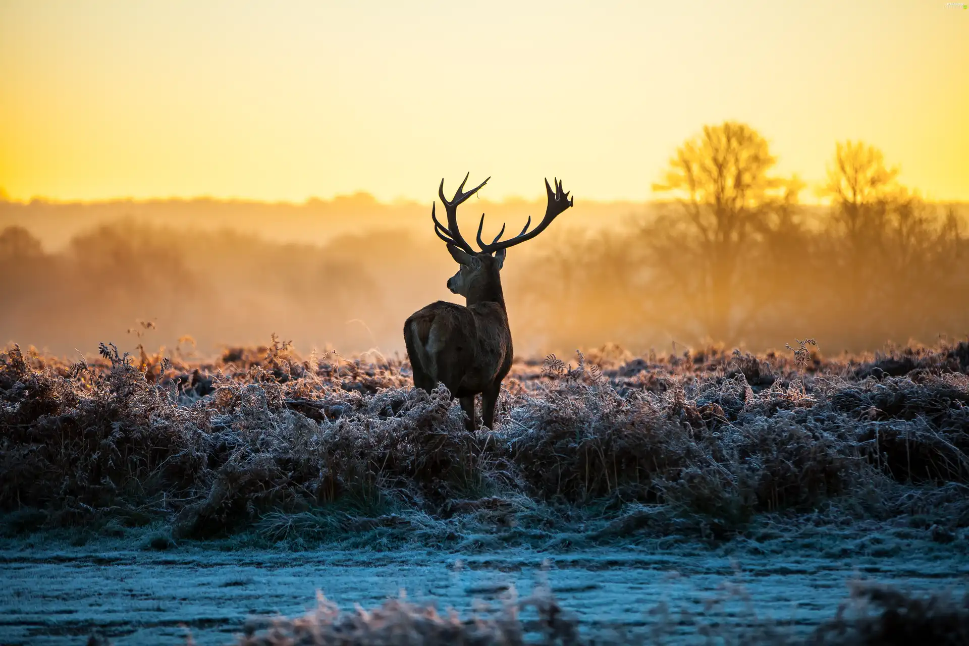 grass, deer, frosted