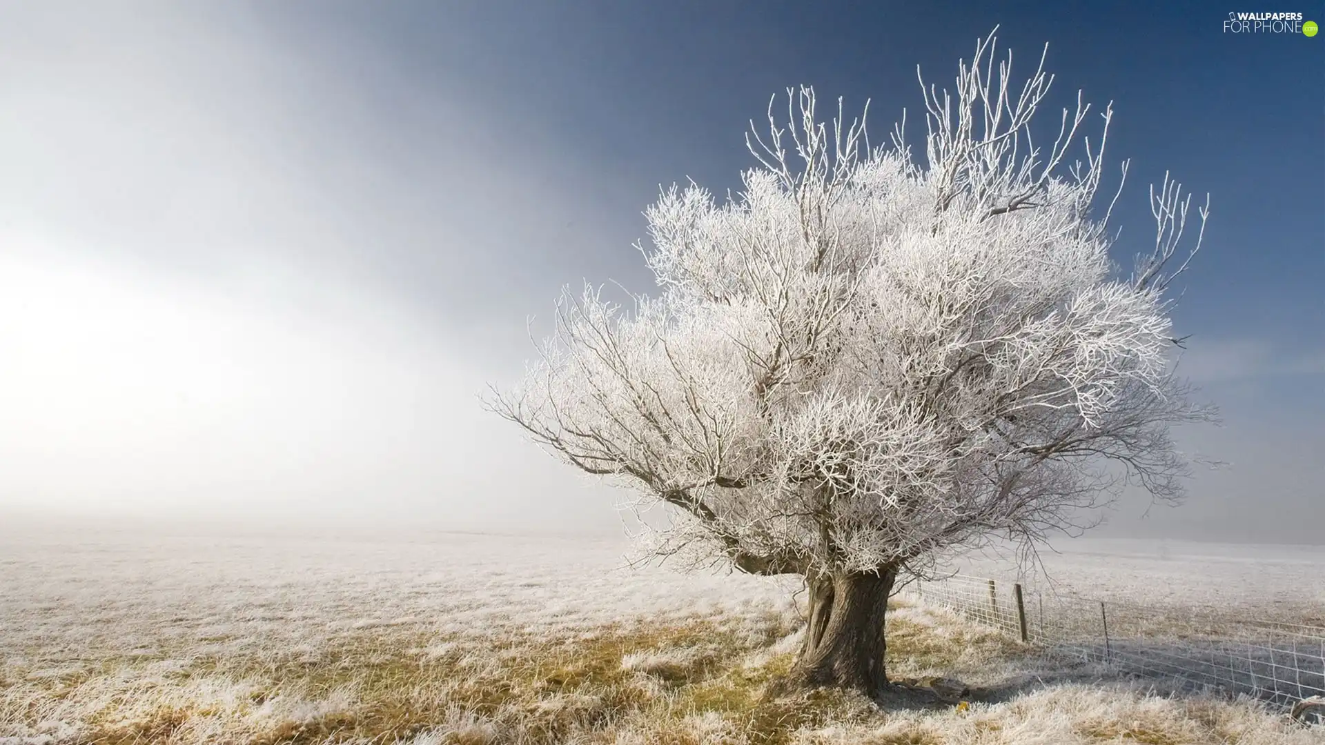 grass, trees, frosted