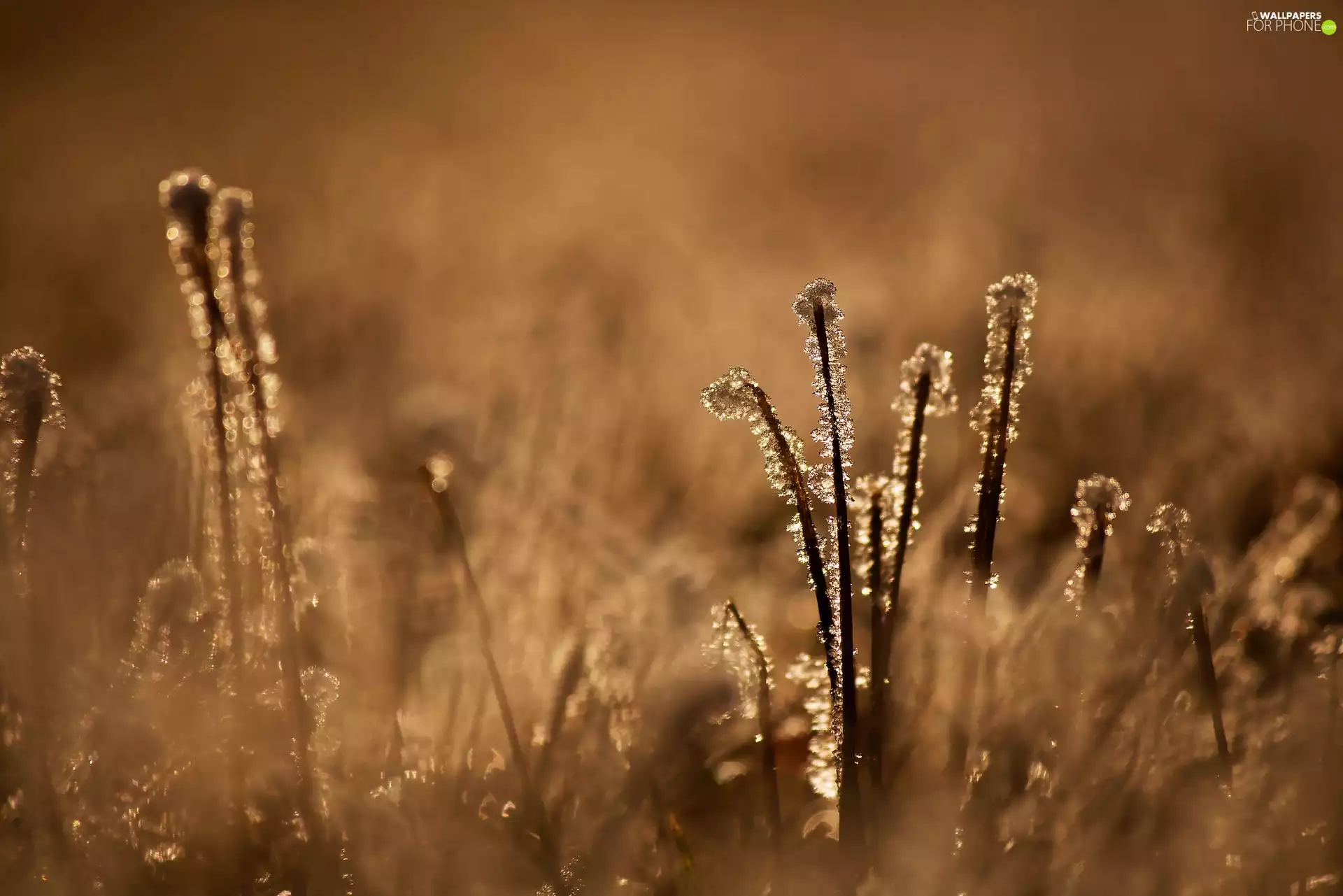 grass, Close, frosty