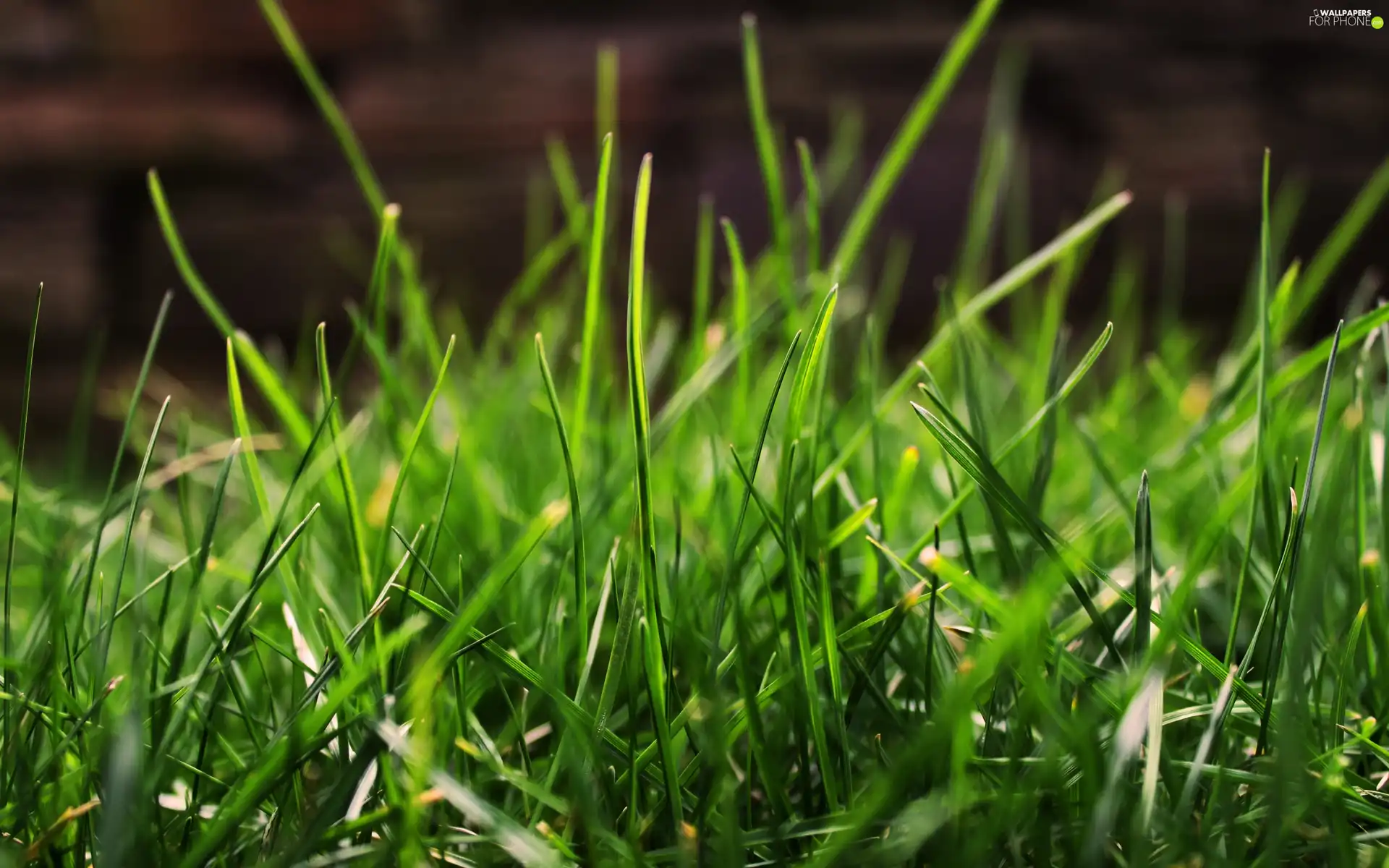 grass, juicy, Green