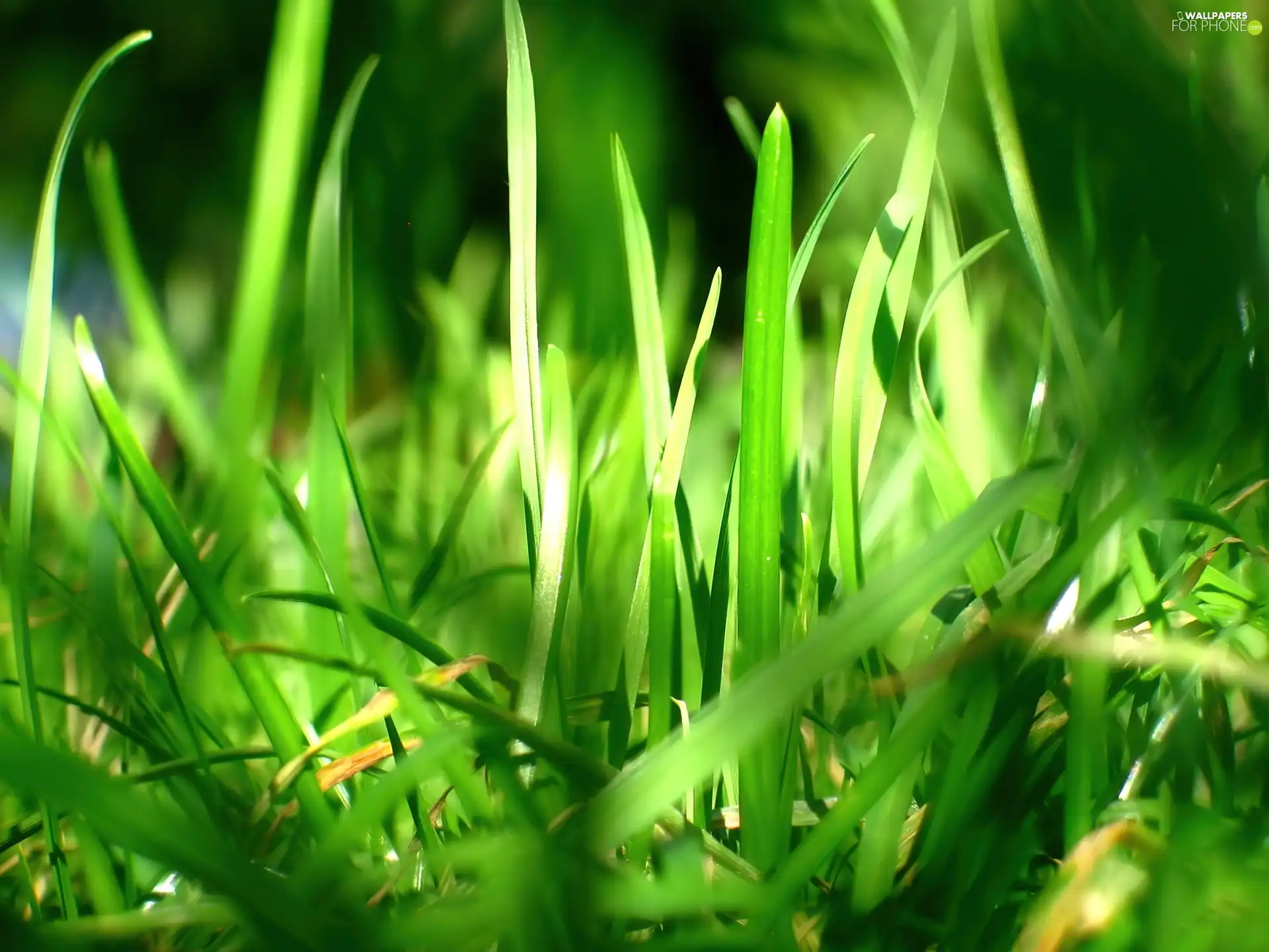 grass, Tufts, green