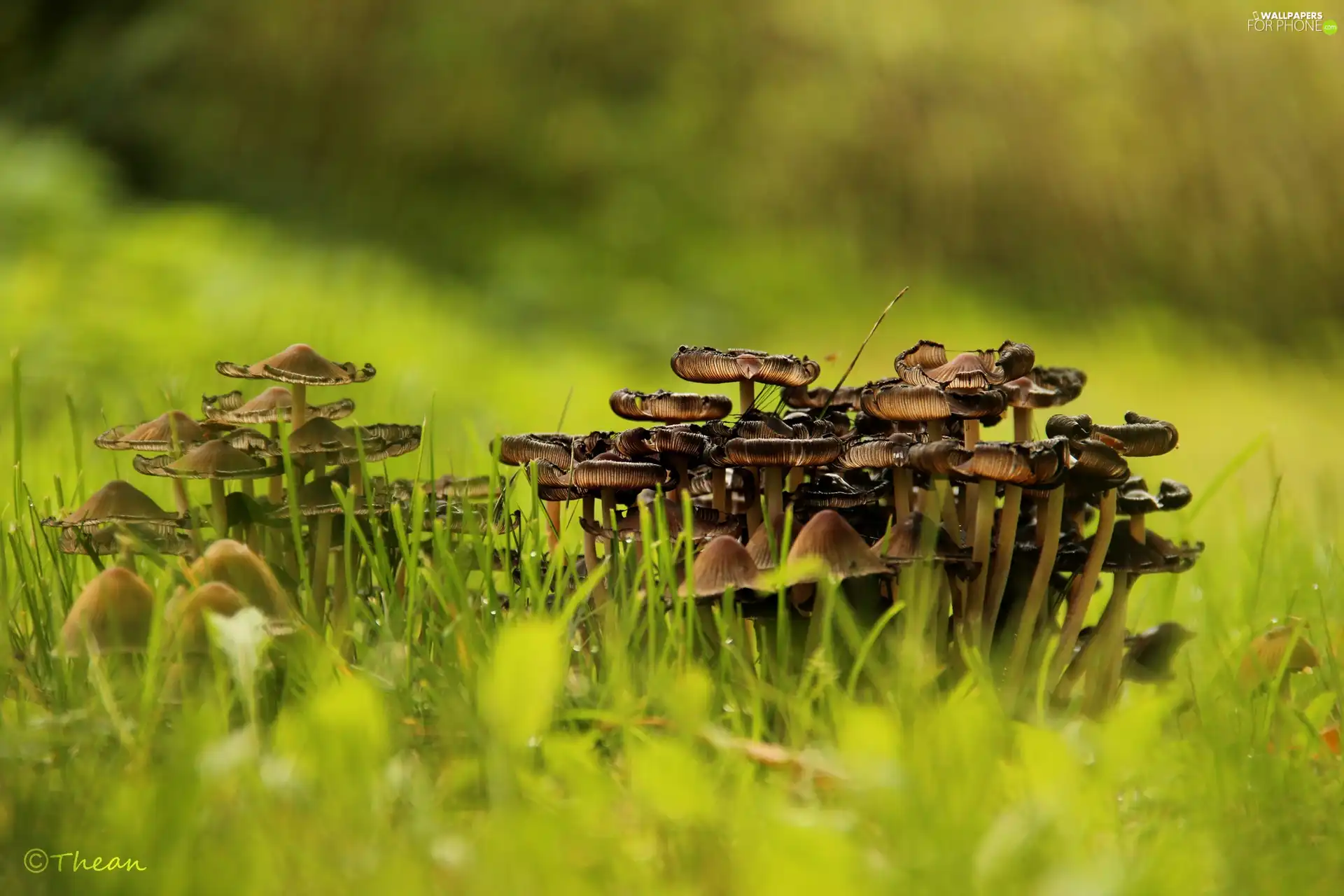 grass, mushrooms, hats
