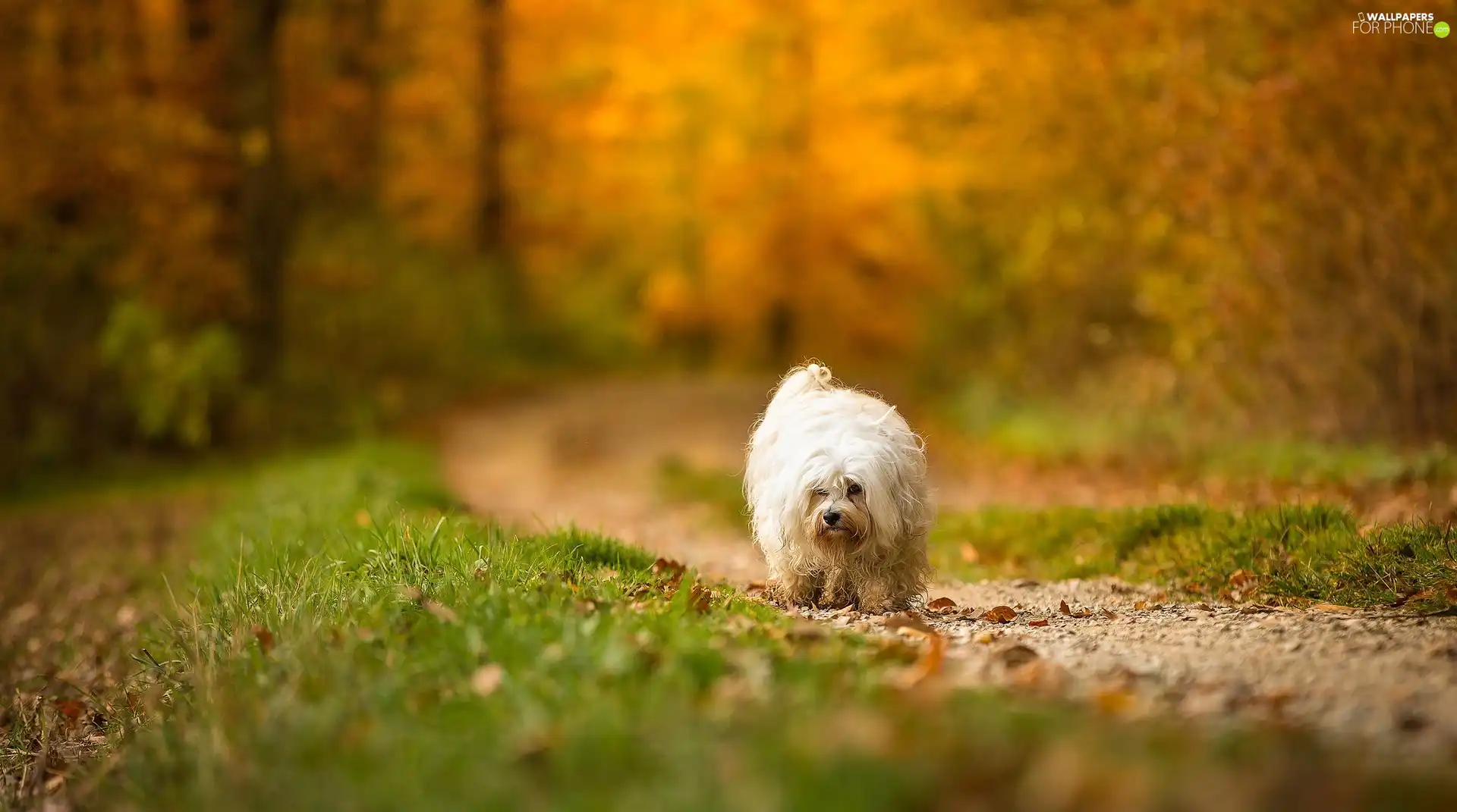 Havanese, Path, grass, forest