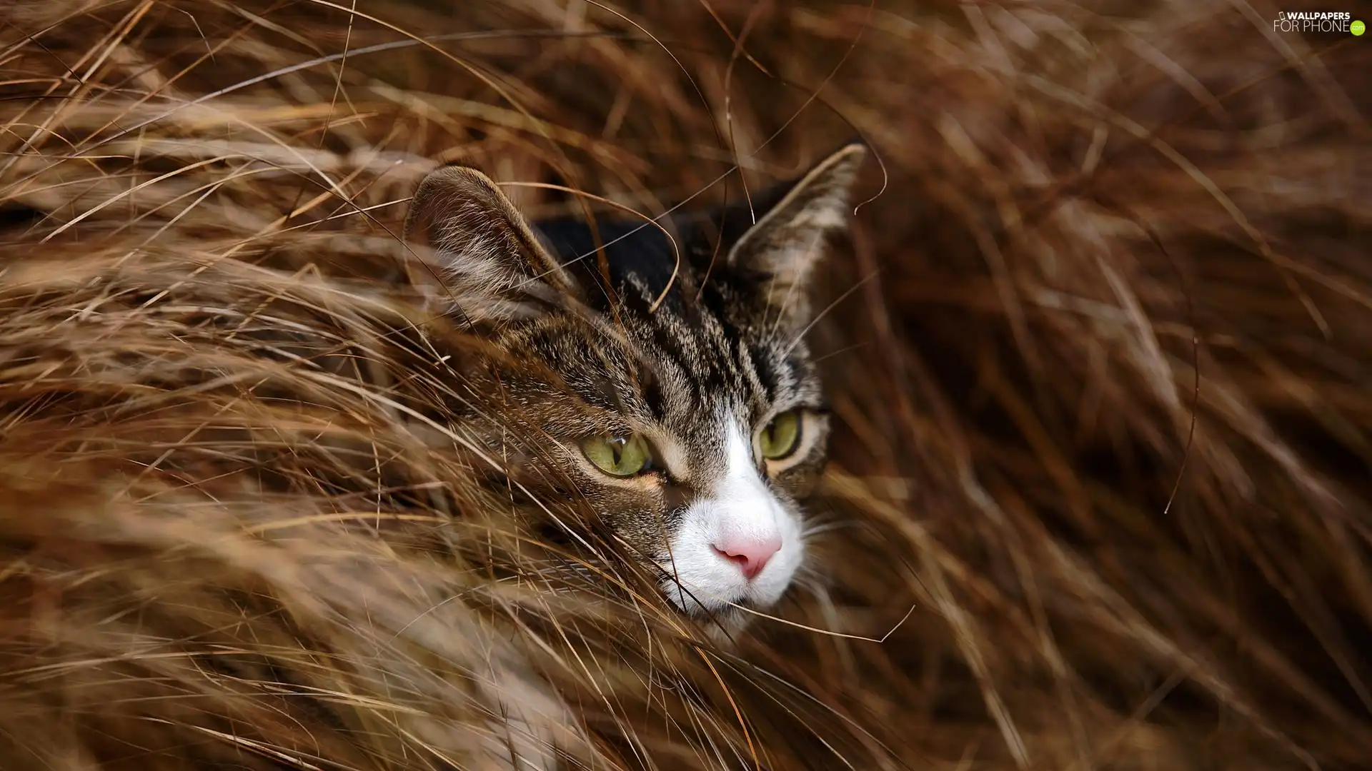 mouth, grass, Head, White, cat