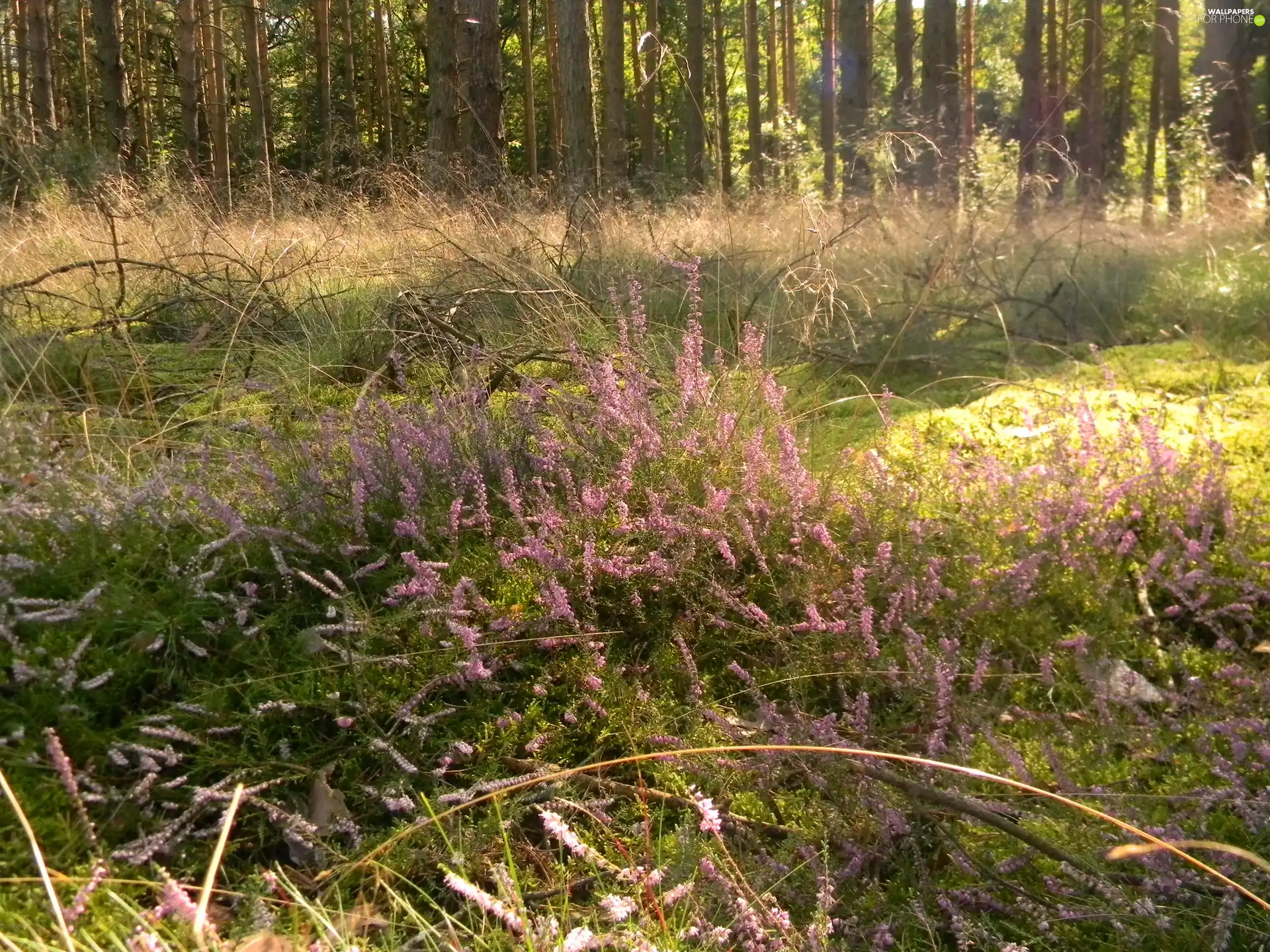 grass, forest, heathers