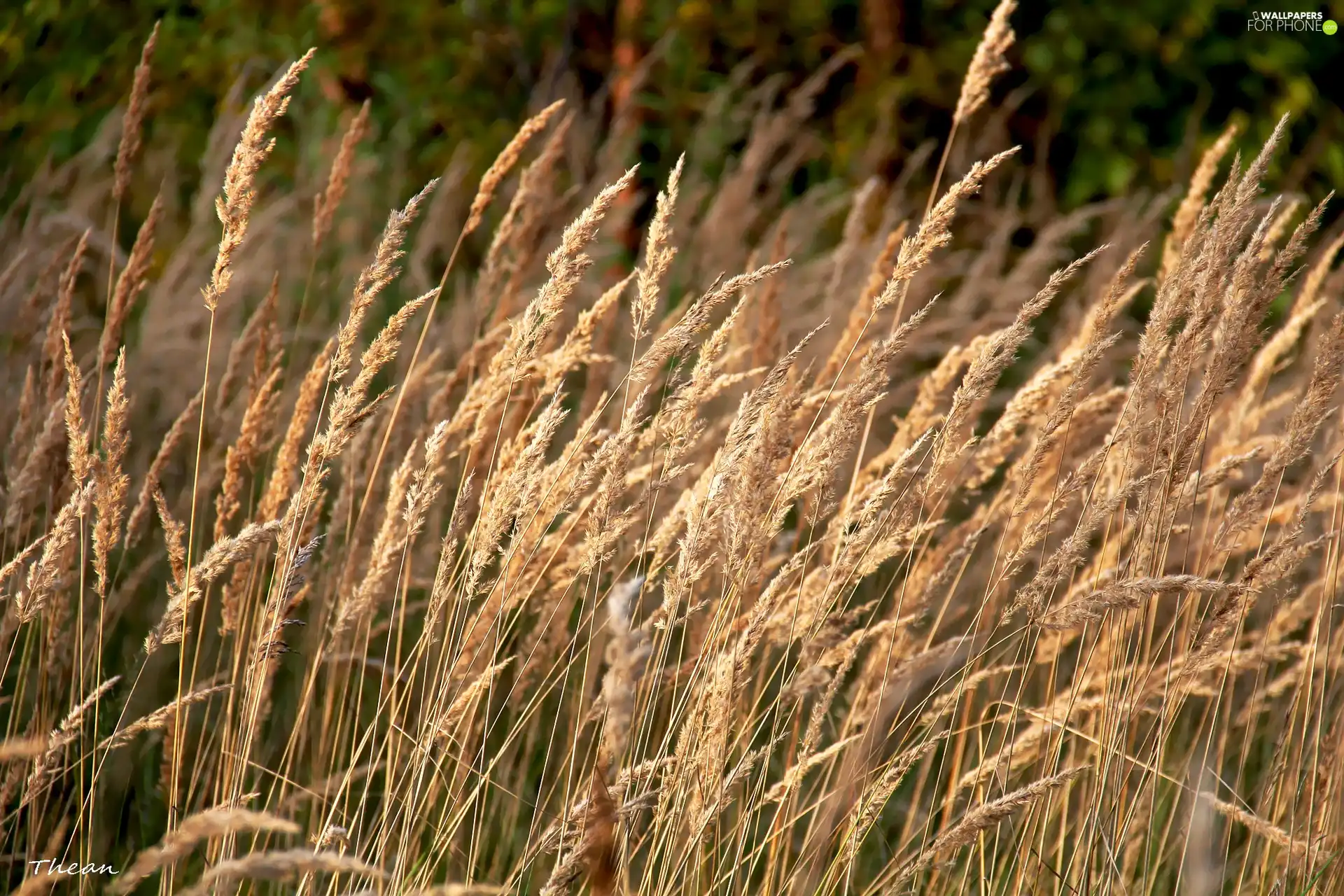 inflorescence, grass