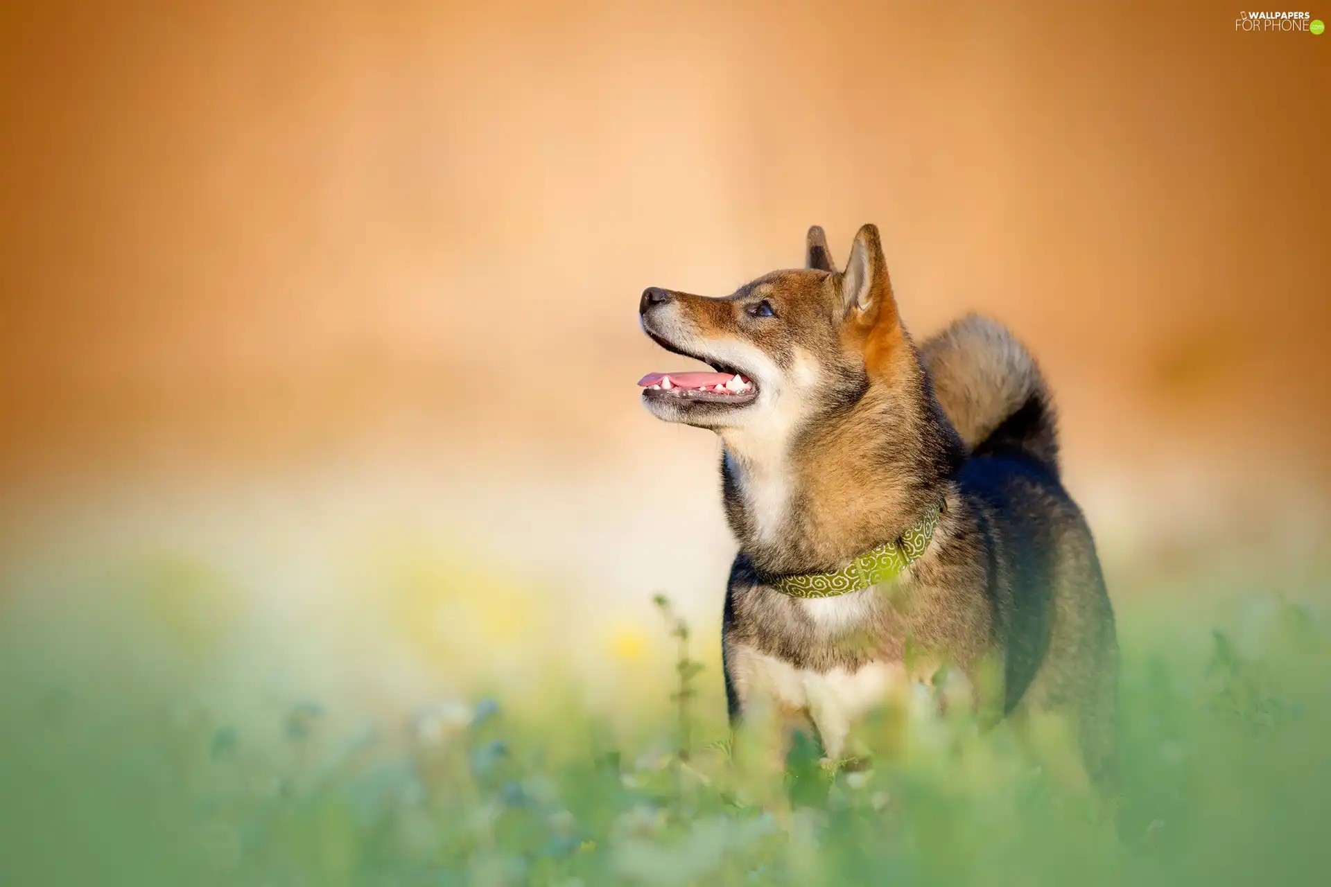 dog, dog-collar, grass, Shiba inu