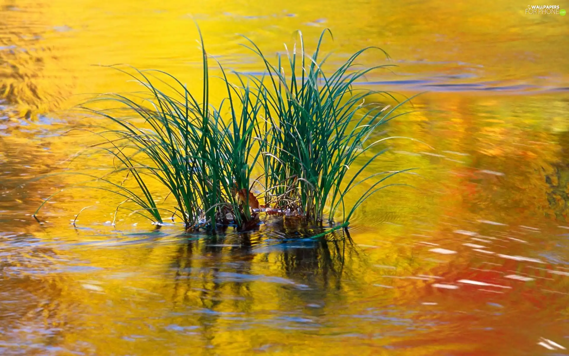 lake, grass