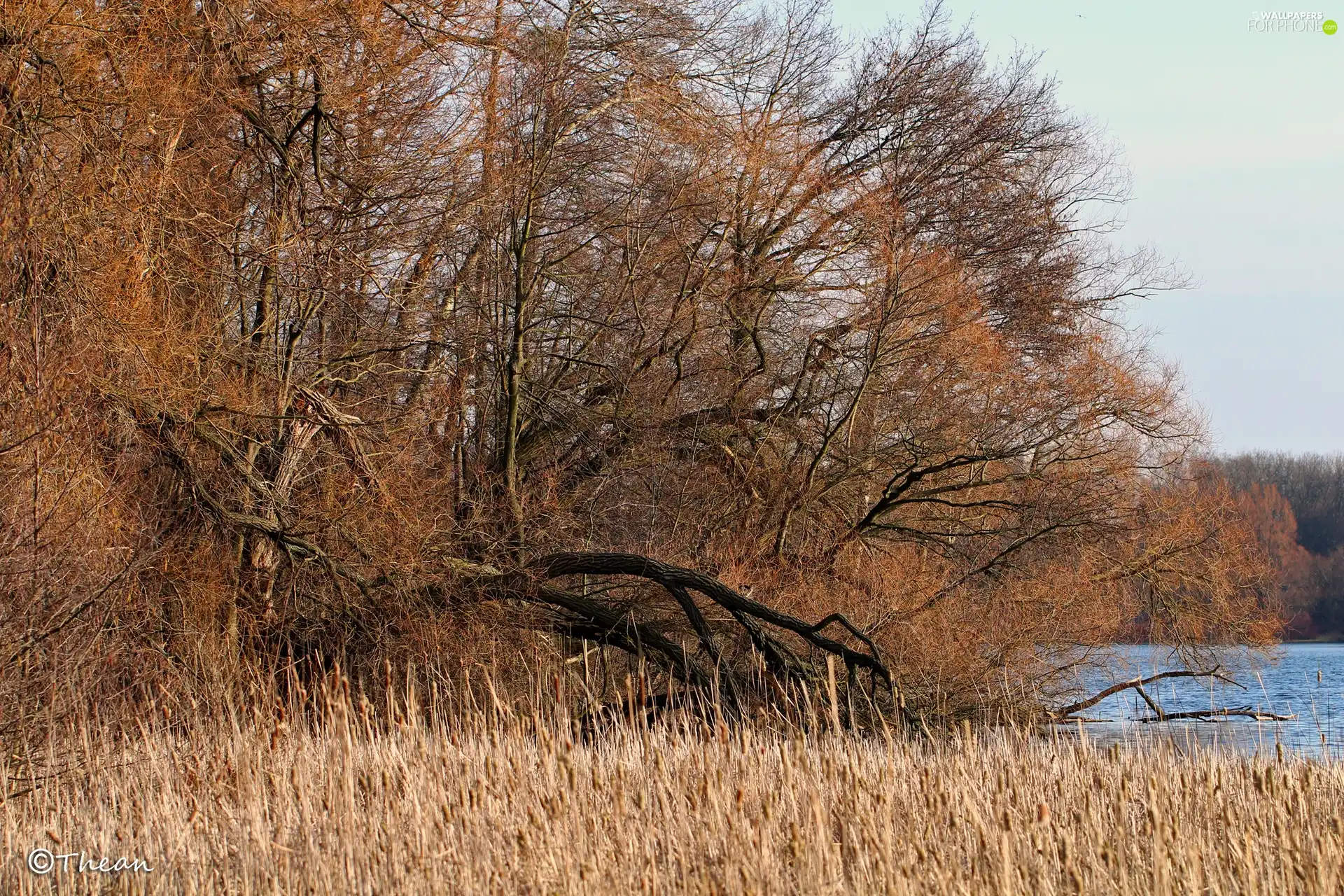 lake, viewes, grass, trees