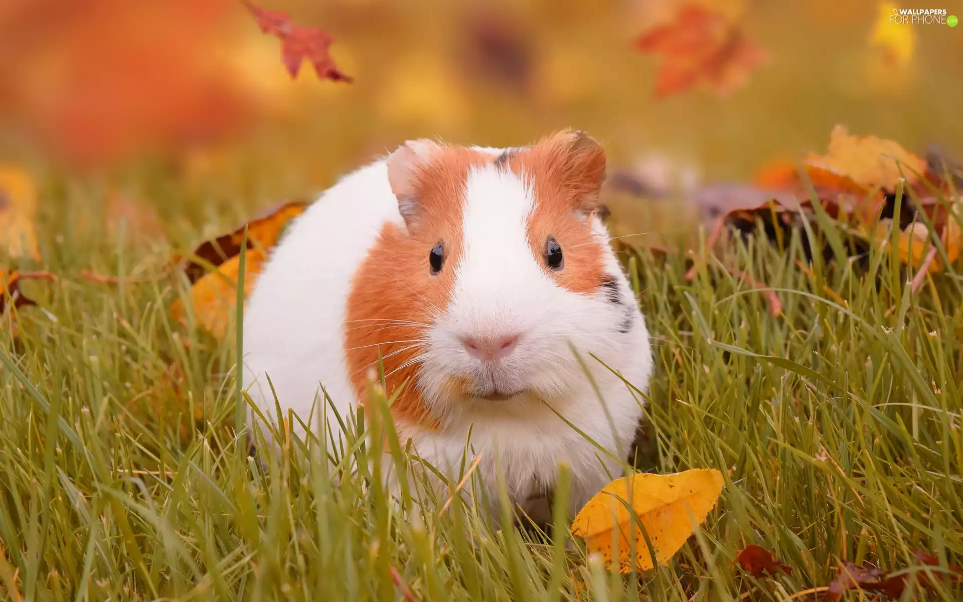Leaf, guinea pig, grass