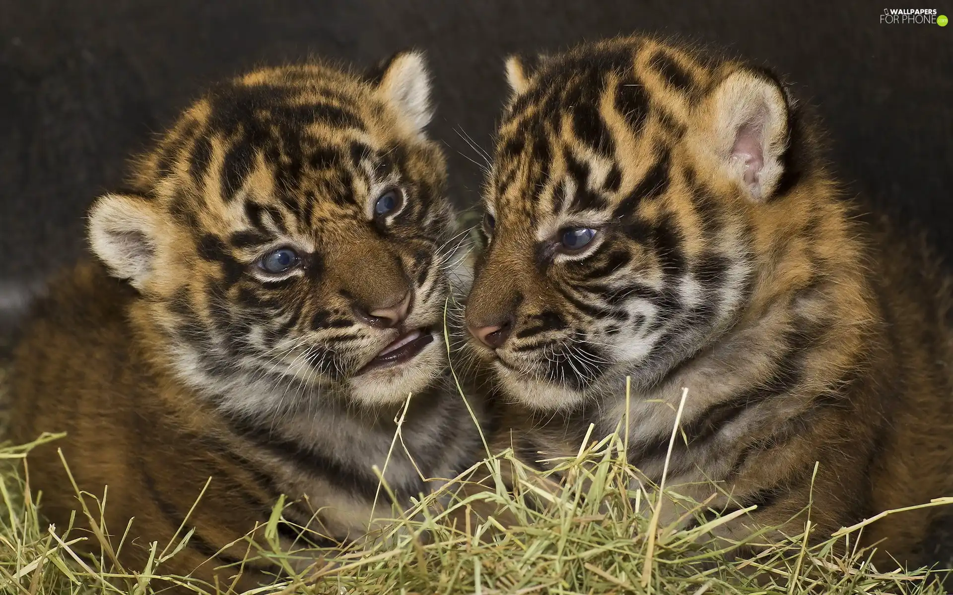 Two cars, Tigers, grass, little doggies