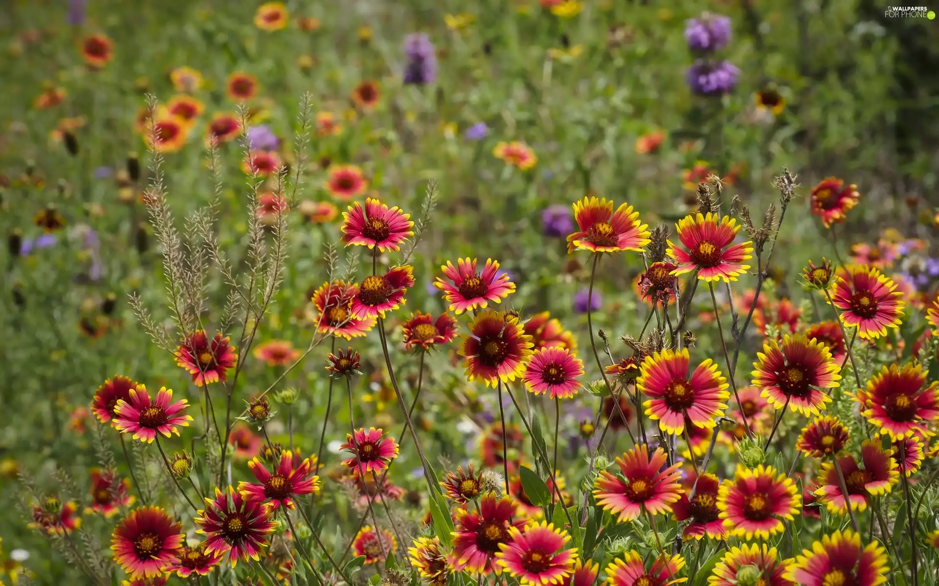 Meadow, Flowers, grass, color