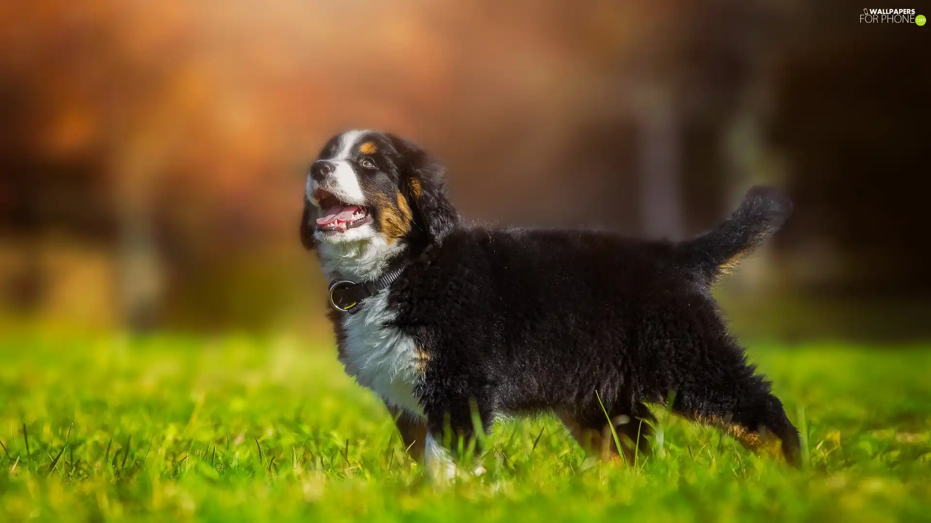 Puppy, Meadow, grass, Bernese Mountain Dog