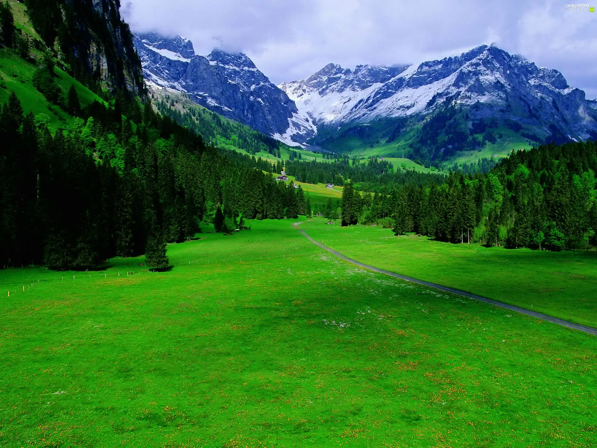 Mountains, coniferous, grass, forest